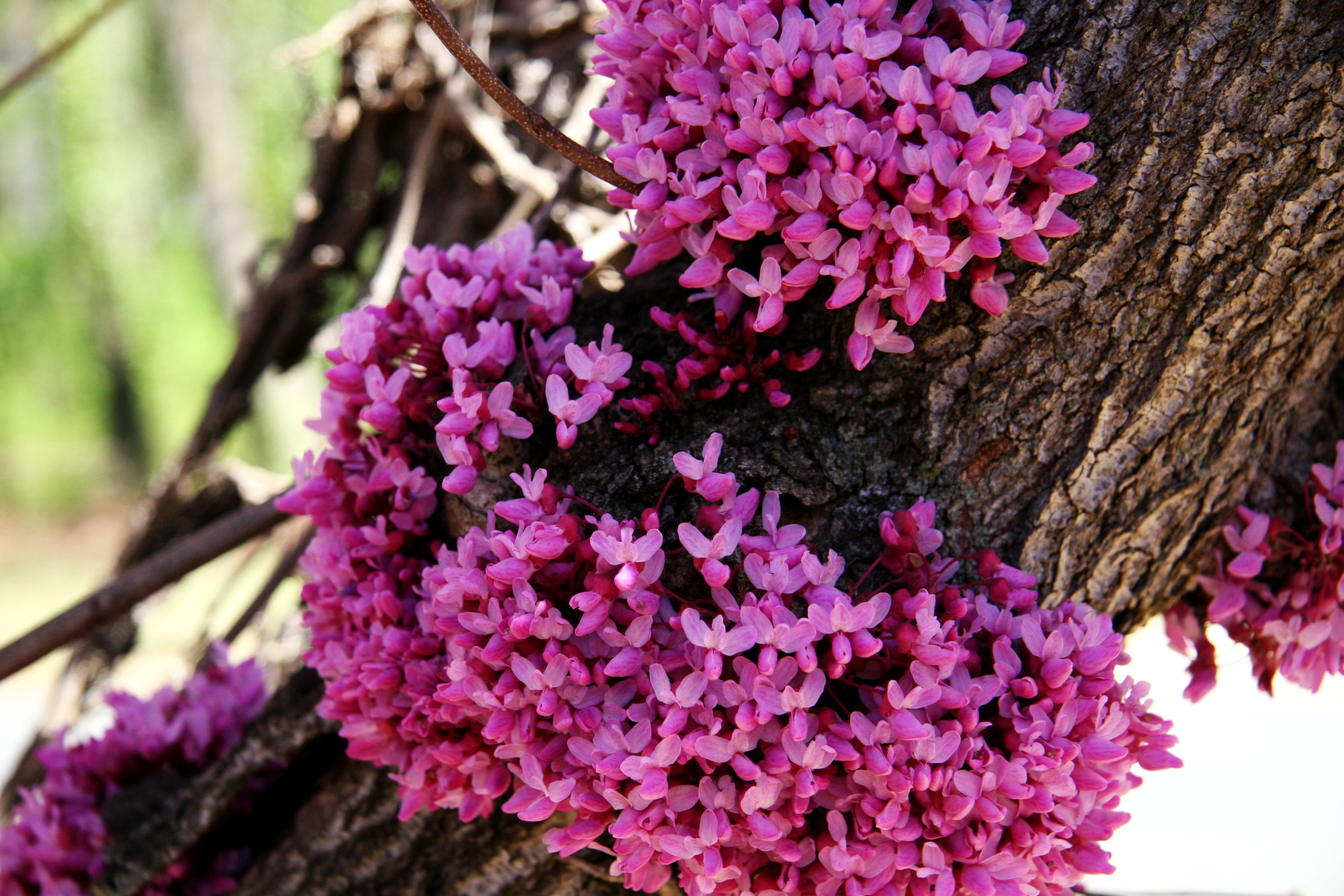 Descarga gratis la imagen Flores, Florecer, Tierra/naturaleza en el escritorio de tu PC