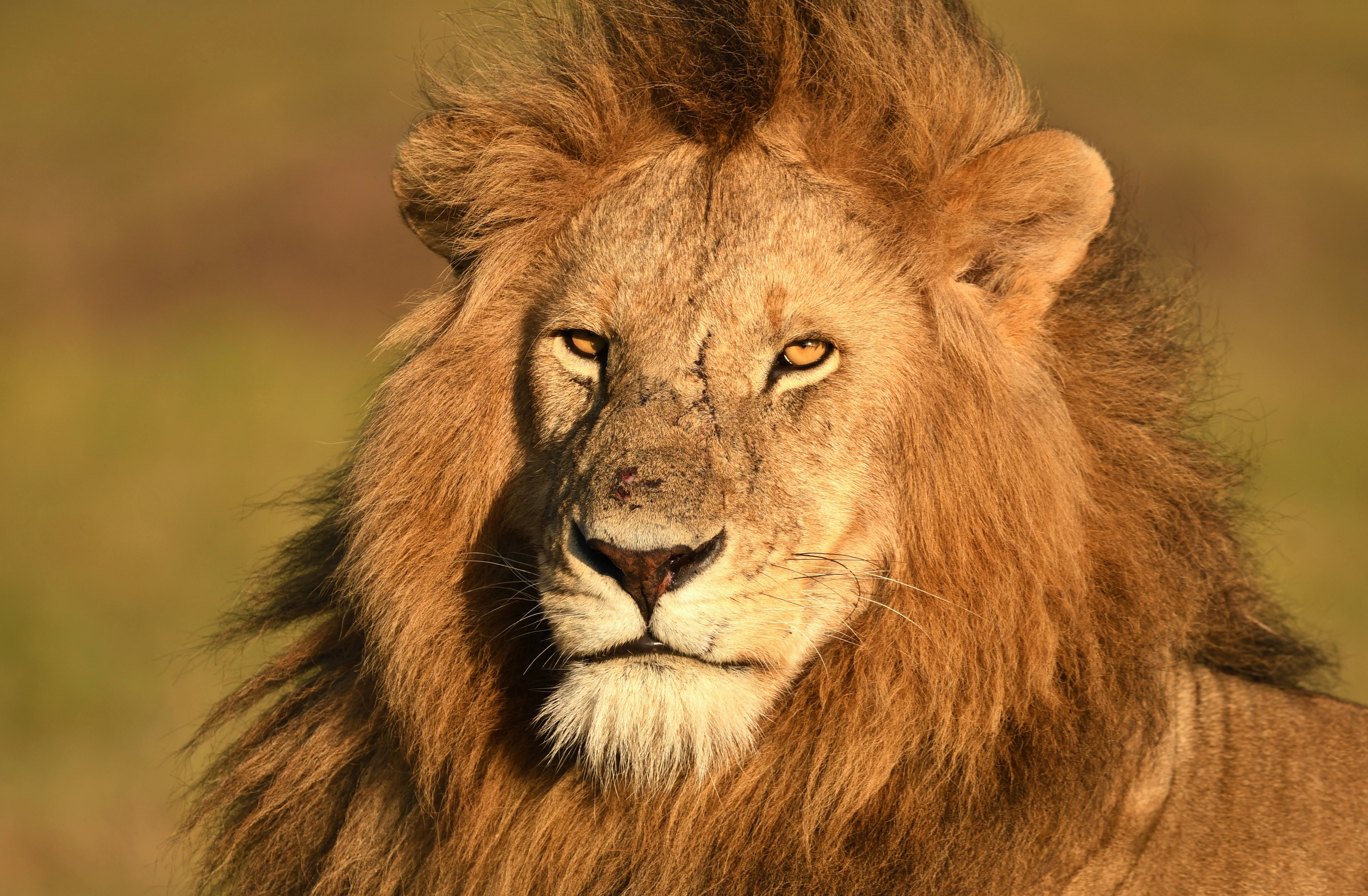 505470 Protetores de tela e papéis de parede Reserva Nacional Masai Mara em seu telefone. Baixe  fotos gratuitamente