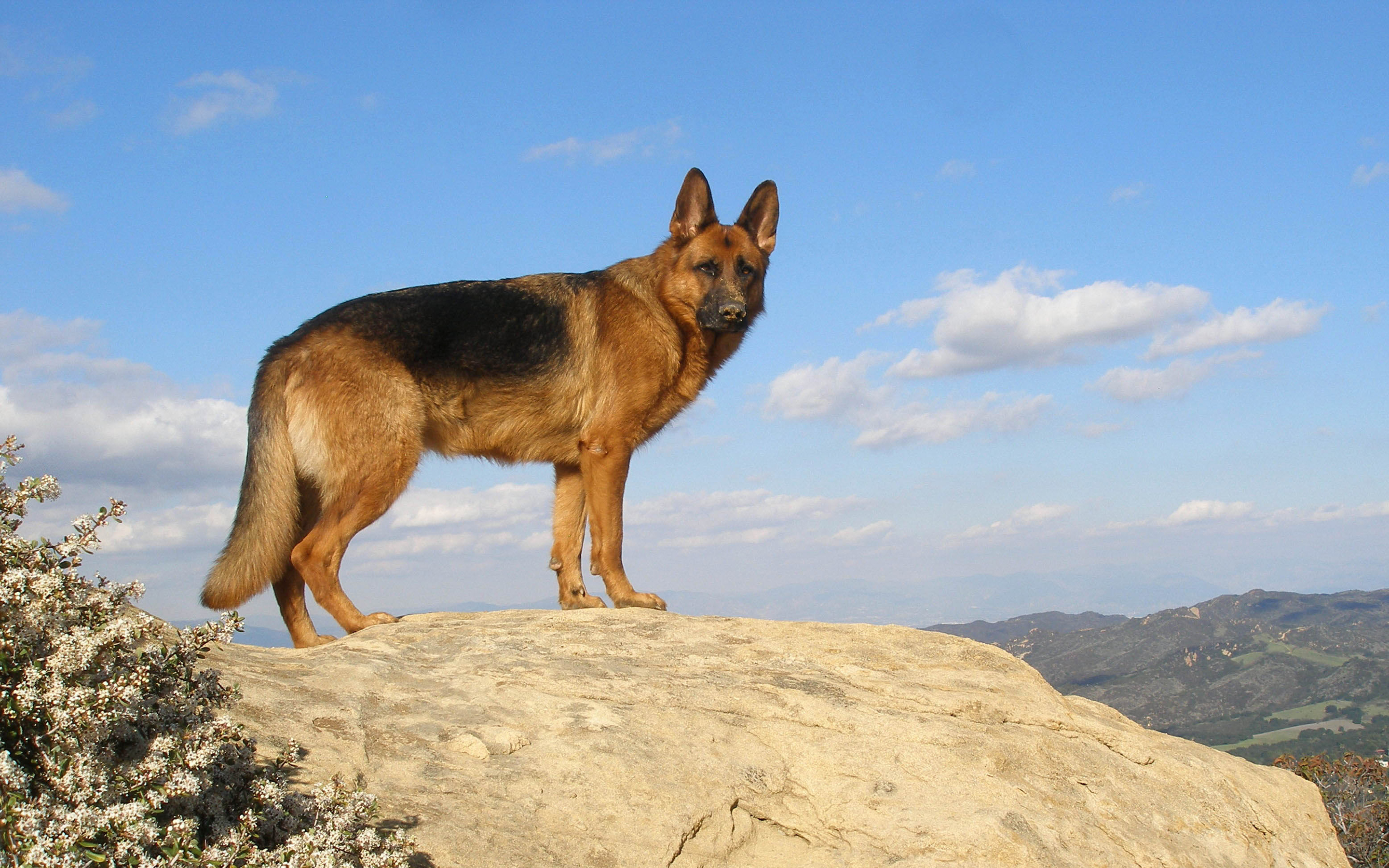 300638 descargar imagen animales, pastor alemán, perros: fondos de pantalla y protectores de pantalla gratis