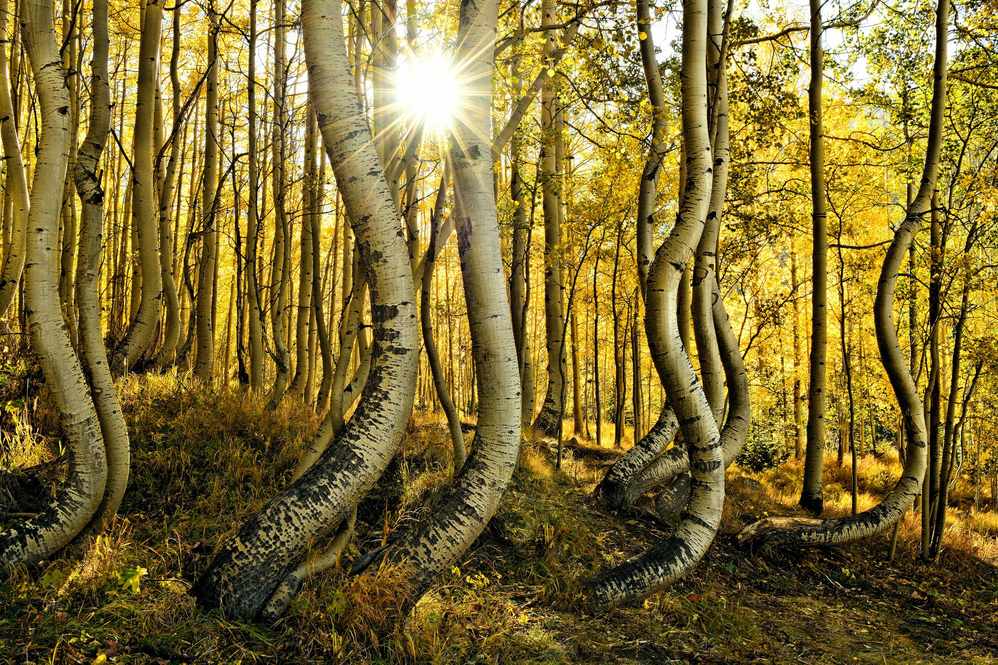 Laden Sie das Natur, Herbst, Wald, Rüssel, Sonnenstrahl, Erde/natur-Bild kostenlos auf Ihren PC-Desktop herunter