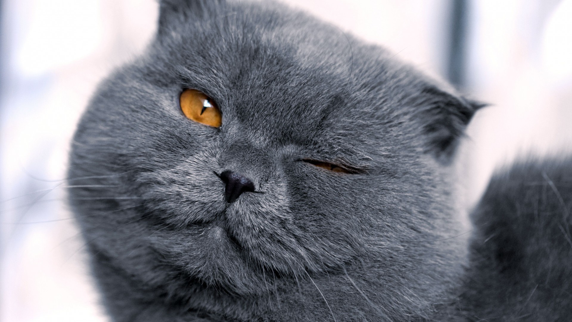 Free download wallpaper Cat, Animal on your PC desktop