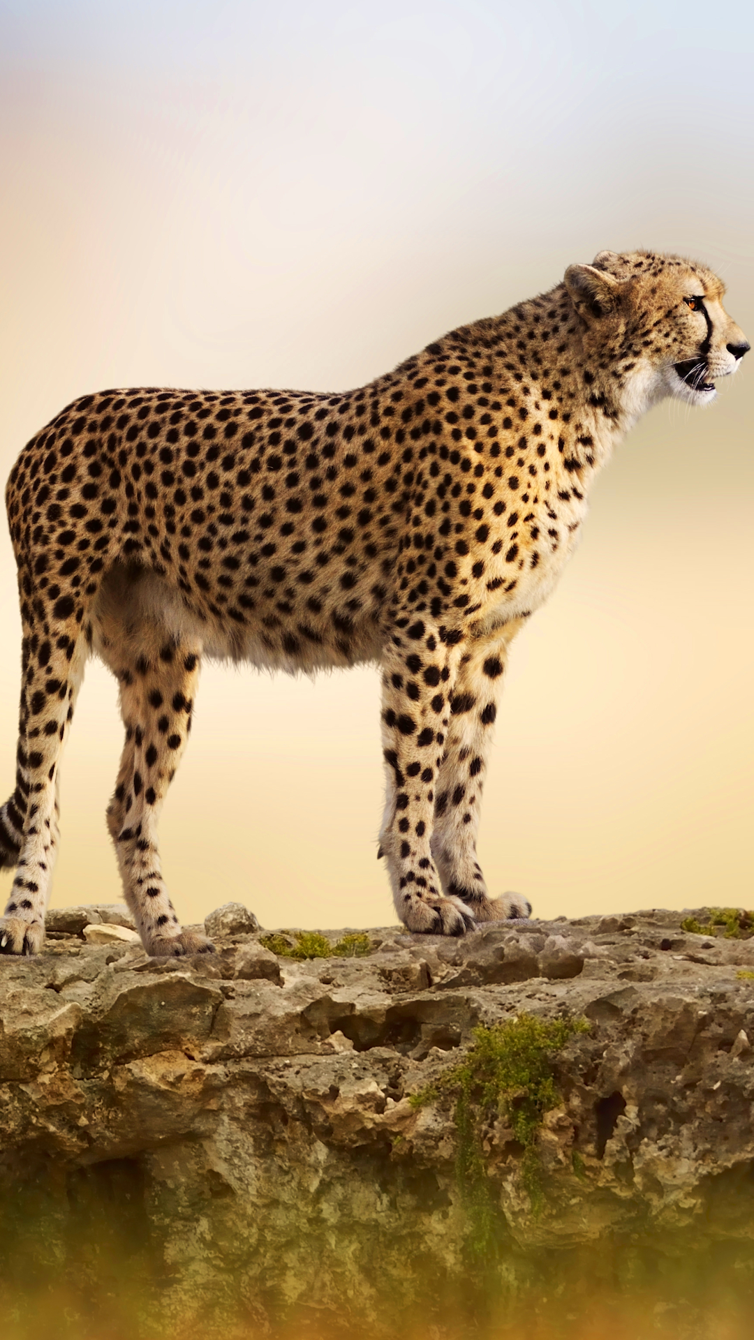 Download mobile wallpaper Cats, Cheetah, Animal for free.