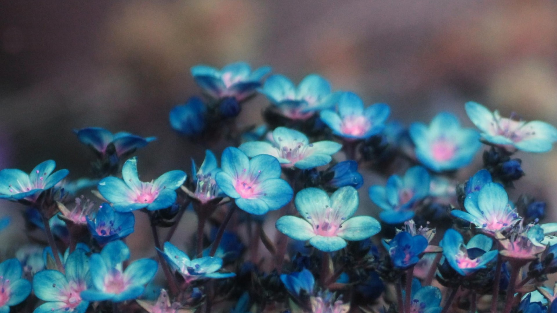 Free download wallpaper Flowers, Flower, Macro, Earth, Blue Flower on your PC desktop
