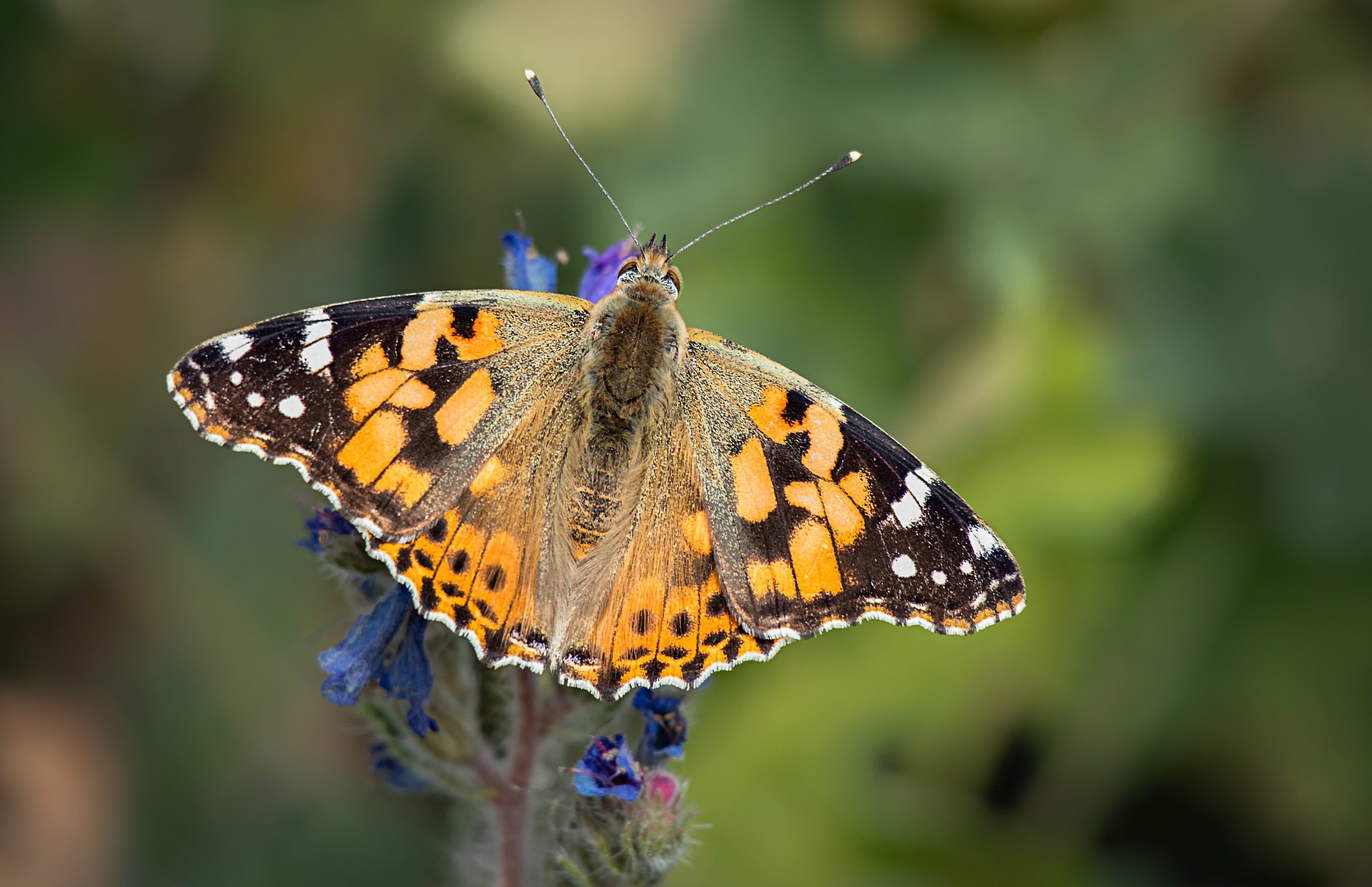 Descarga gratuita de fondo de pantalla para móvil de Animales, Insecto, Mariposa, Macrofotografía.