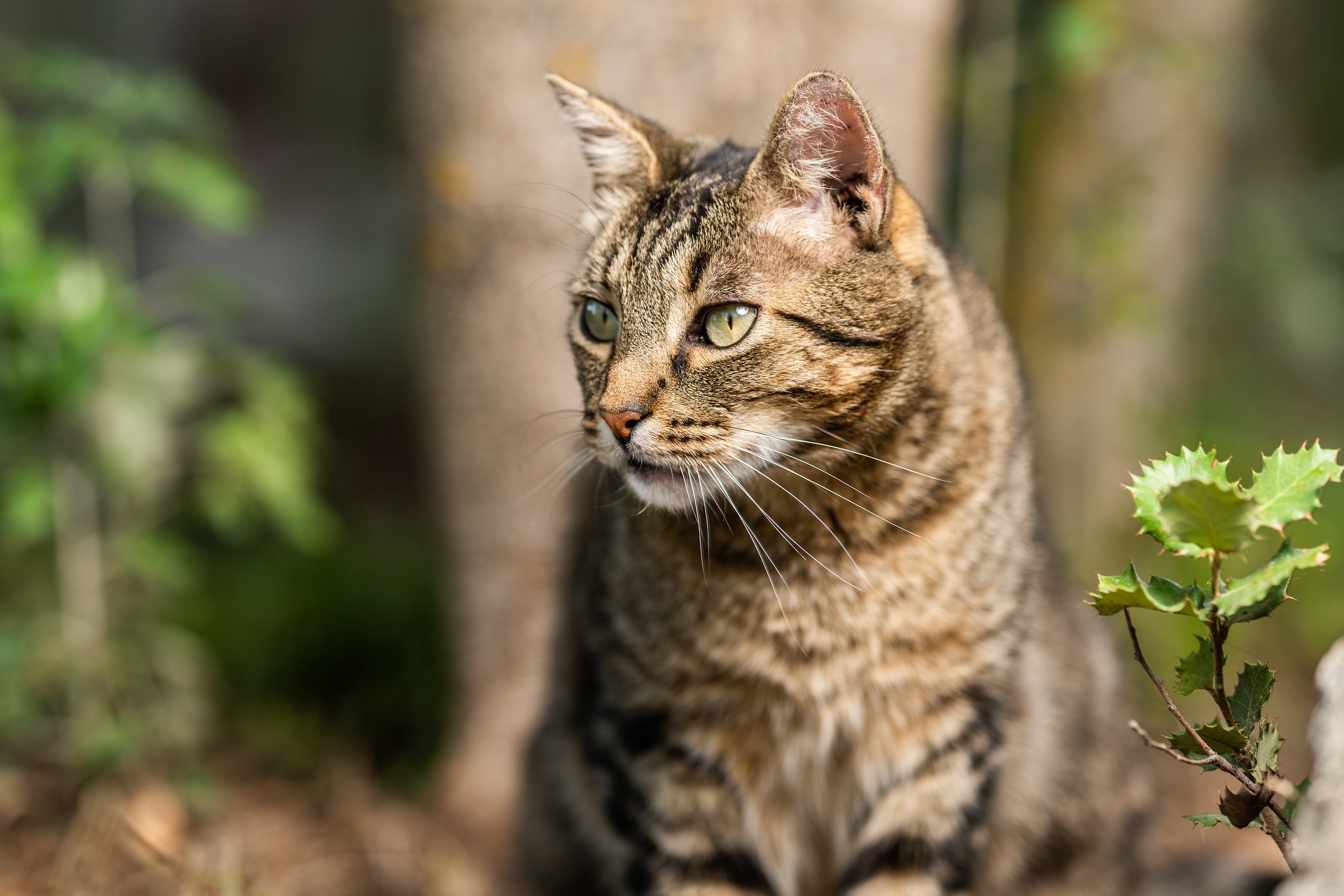 Baixar papel de parede para celular de Gato, Gatos, Animais gratuito.