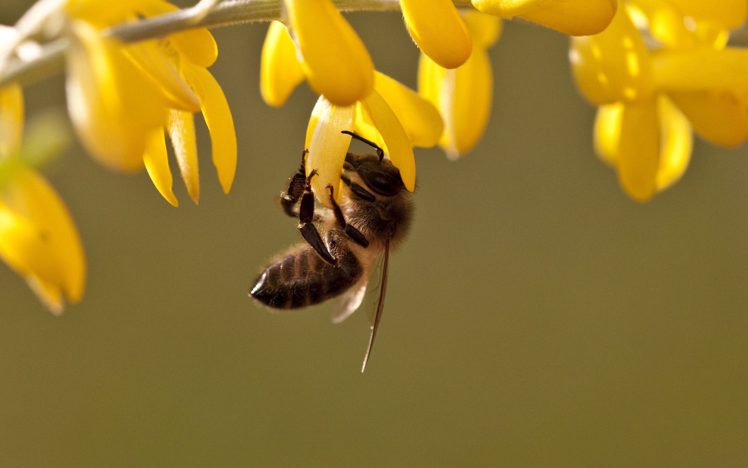 79265 скачать обои пчела, цветы, трава, листья, макро - заставки и картинки бесплатно