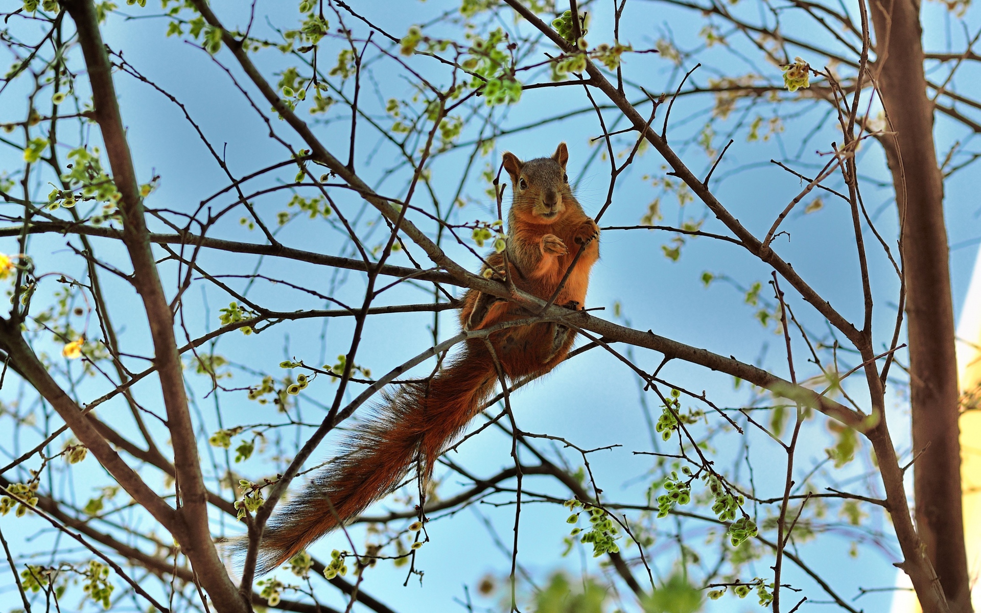 Free download wallpaper Squirrel, Animal on your PC desktop