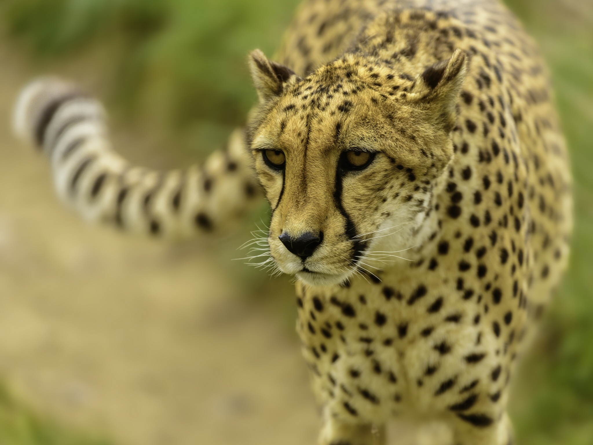 Téléchargez des papiers peints mobile Guépard, Chats, Animaux gratuitement.