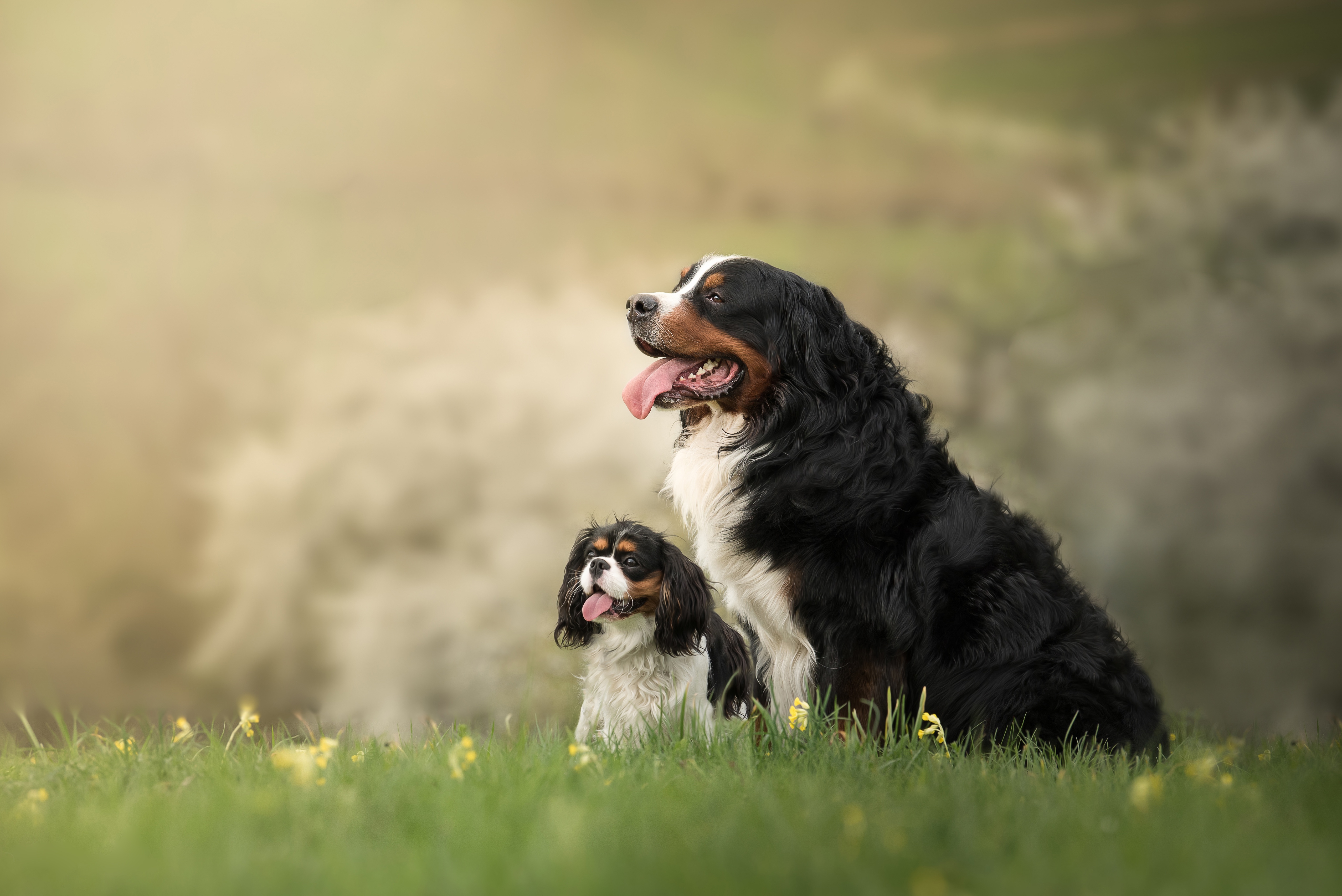 Download mobile wallpaper Dogs, Dog, Animal, Puppy, Bernese Mountain Dog, Baby Animal for free.