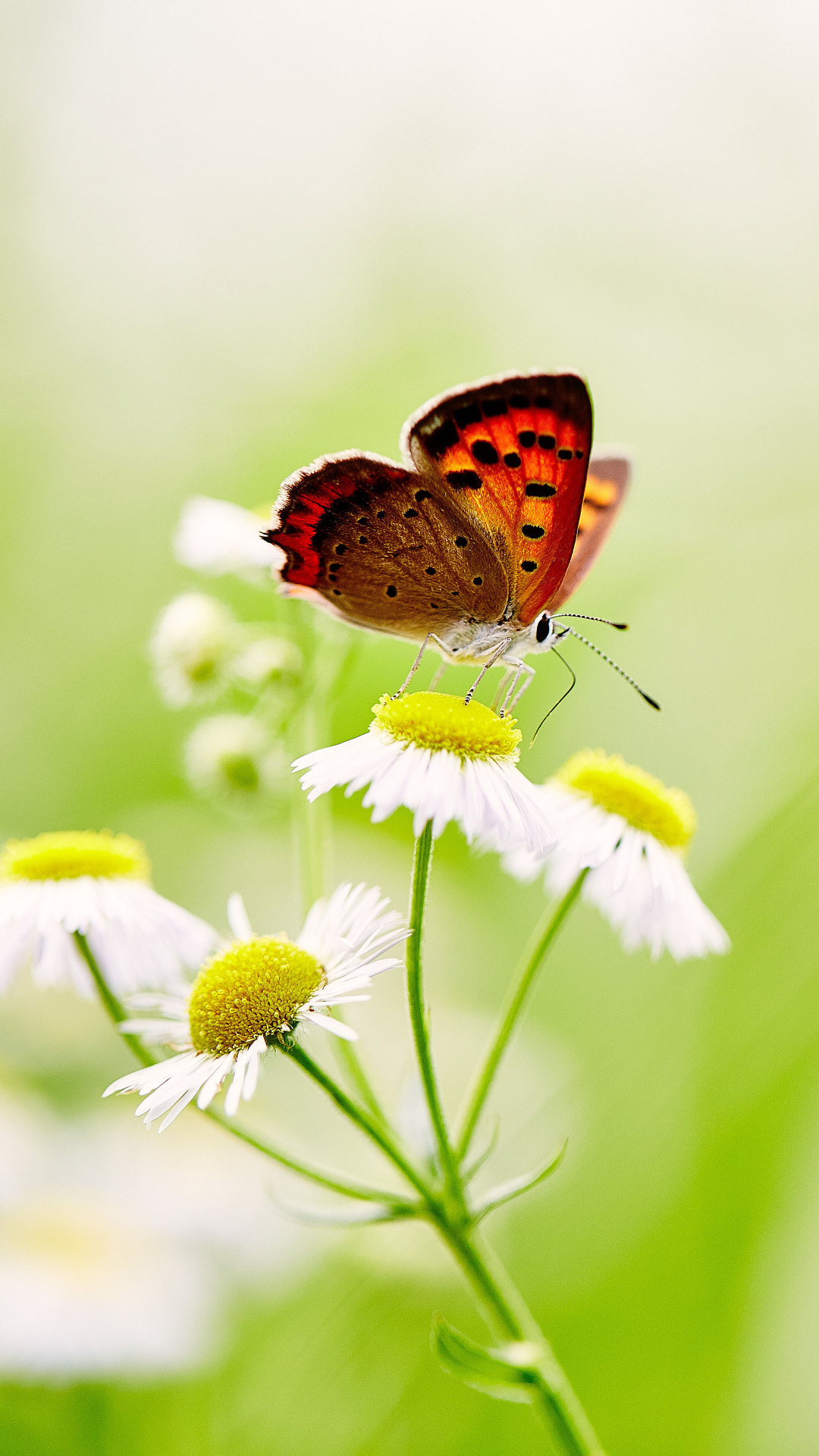 Download mobile wallpaper Flower, Macro, Insect, Butterfly, Animal, White Flower for free.