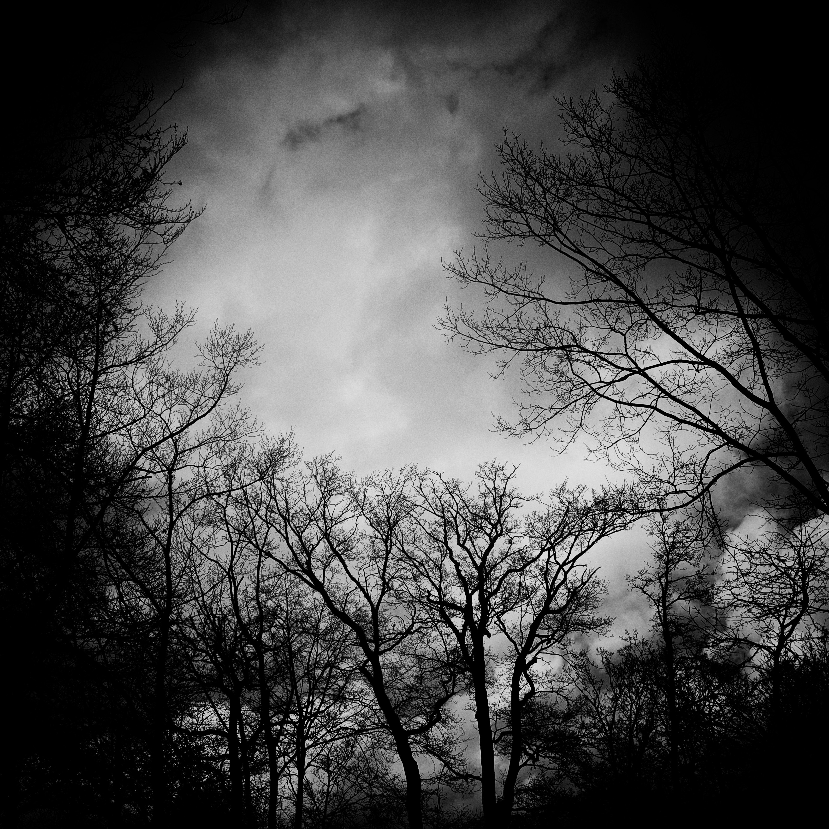 Download mobile wallpaper Branches, Clouds, Trees, Chb, Bw, Gloomy, Dark for free.