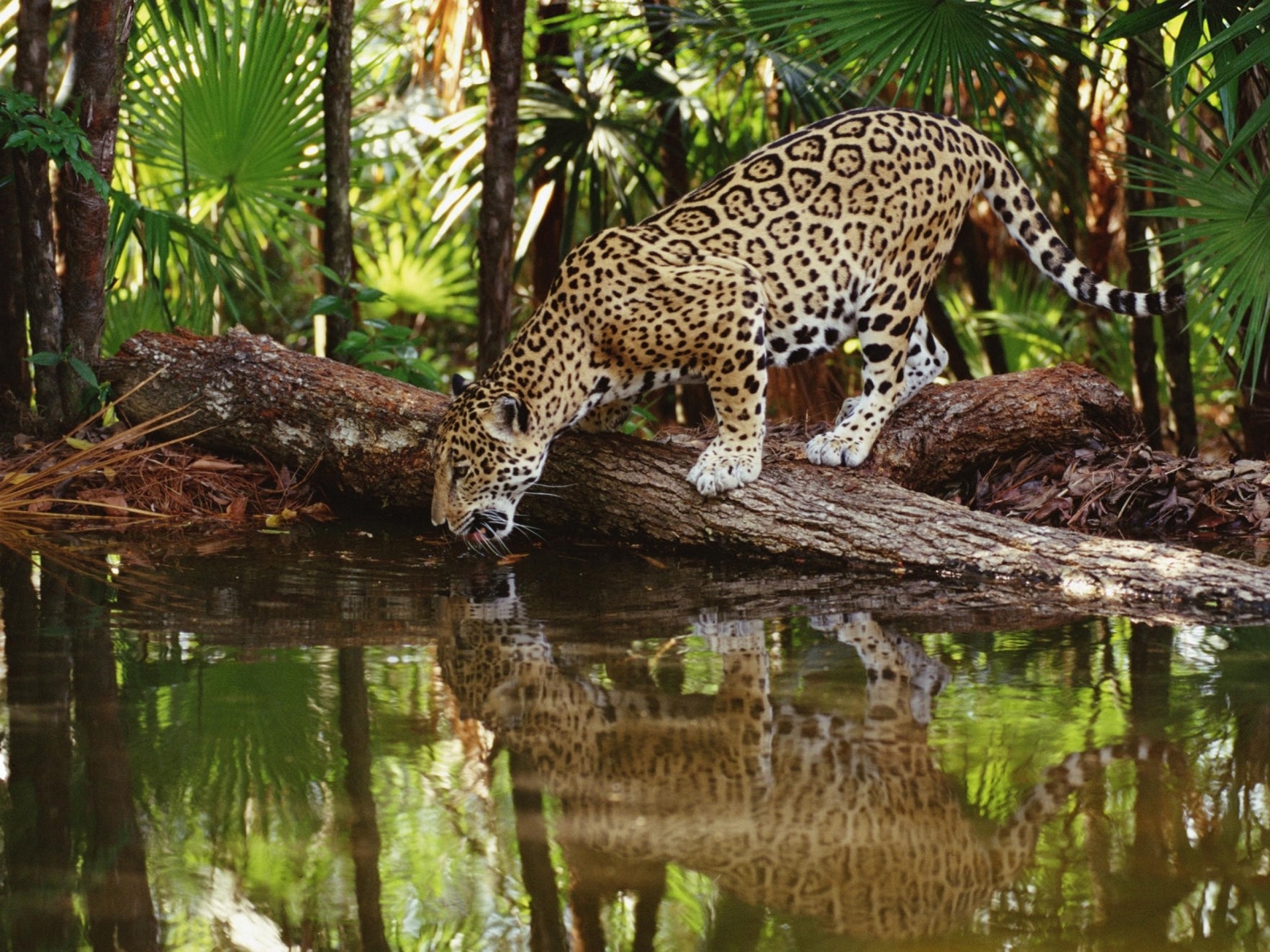 312916 télécharger l'image animaux, jaguar, chats - fonds d'écran et économiseurs d'écran gratuits