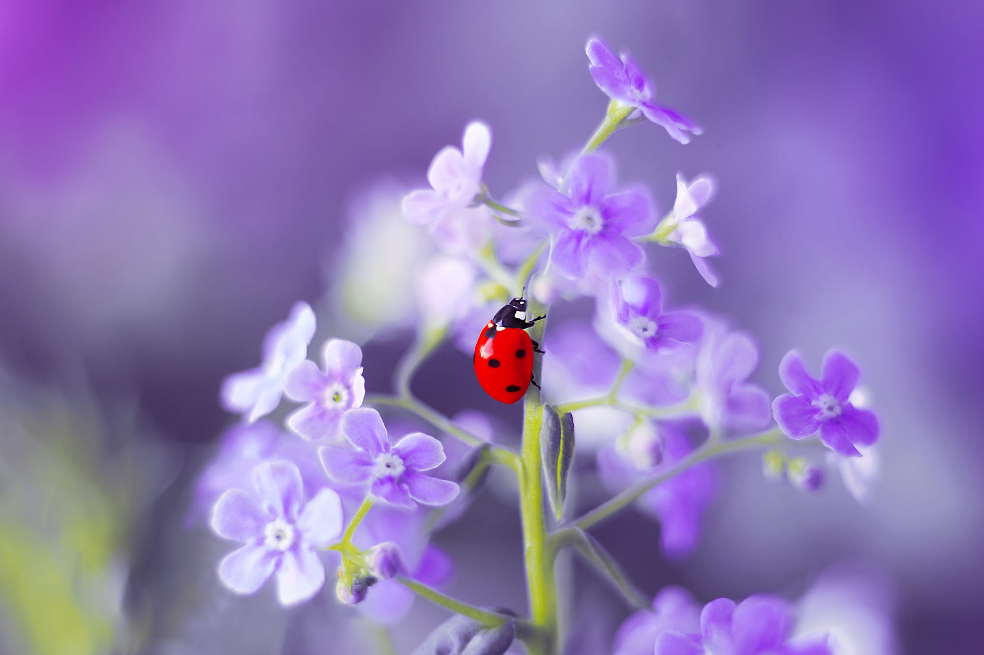 Laden Sie das Tiere, Marienkäfer, Blume, Makro, Insekt, Vergissmeinnicht-Bild kostenlos auf Ihren PC-Desktop herunter
