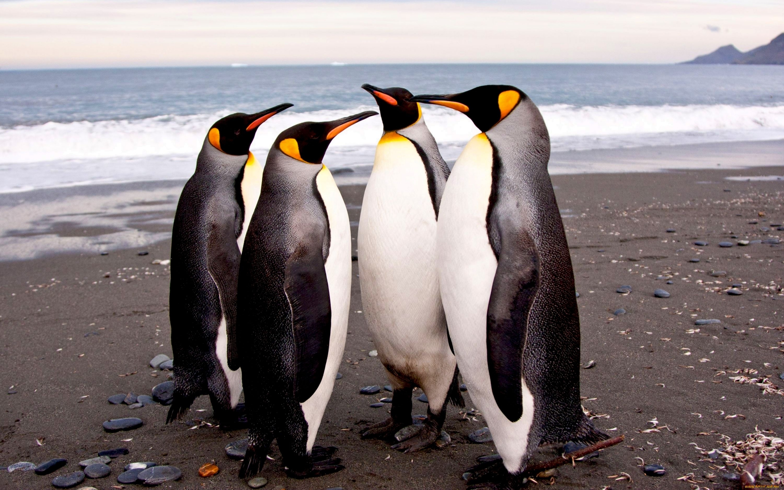 Popular Pinguins Phone background