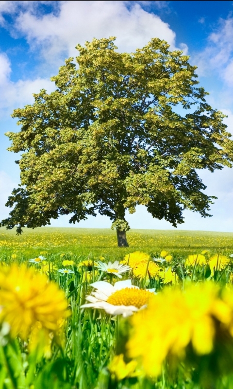 Download mobile wallpaper Flower, Tree, Earth, Field, Spring for free.