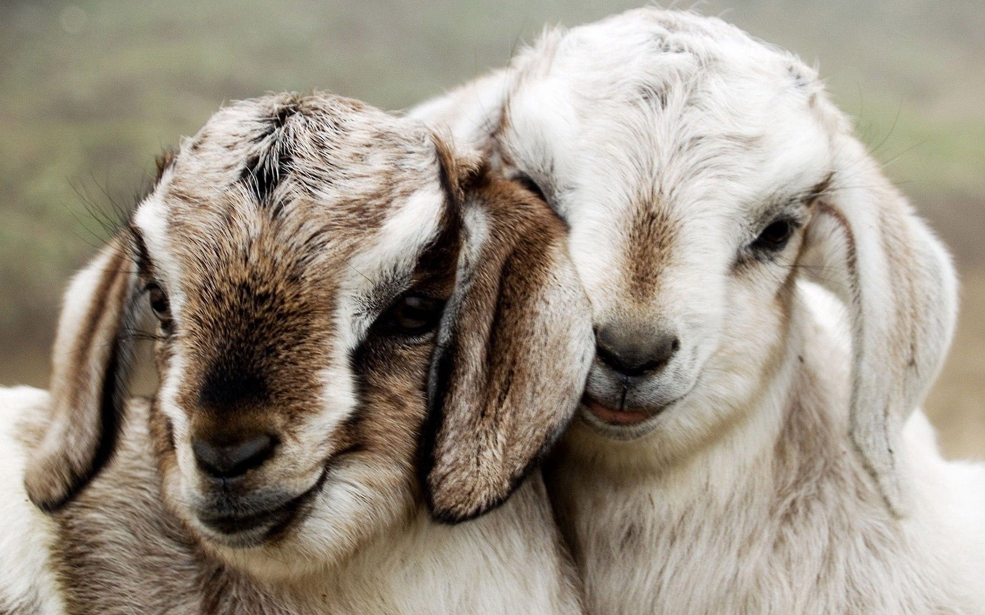 79661 télécharger l'image mouton, belle, animaux, coupler, paire, beau, le mouton, agneaux - fonds d'écran et économiseurs d'écran gratuits