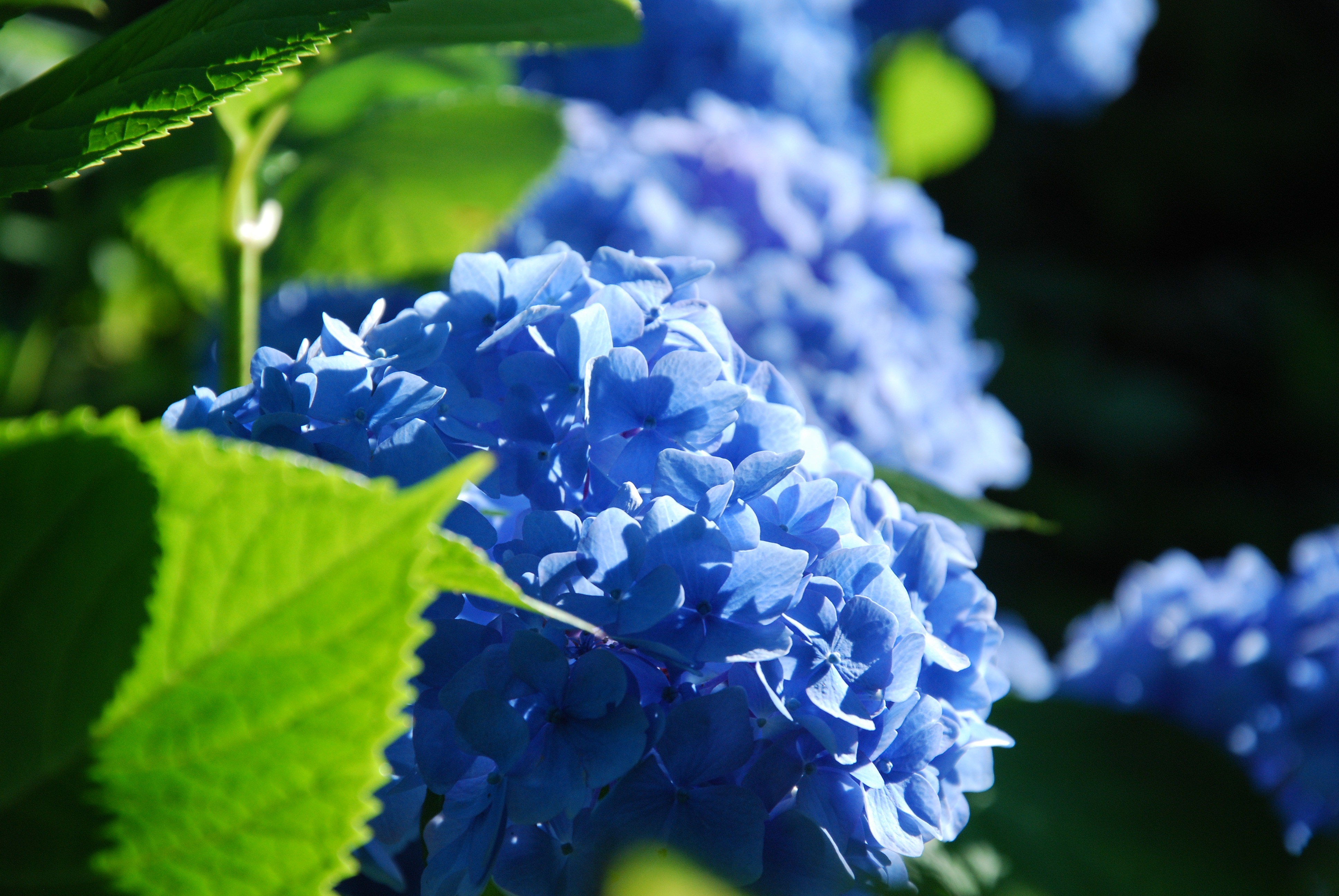 Free download wallpaper Nature, Flowers, Flower, Close Up, Earth, Hydrangea, Blue Flower on your PC desktop