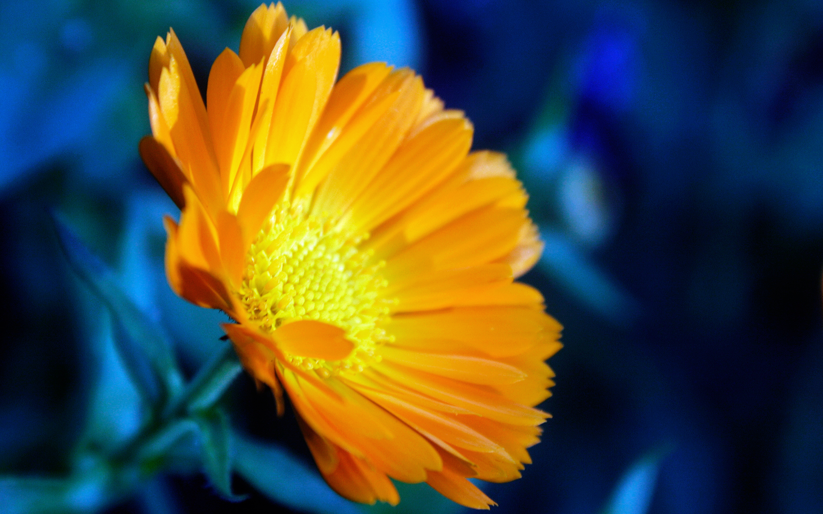 Téléchargez gratuitement l'image Fleurs, Fleur, Terre/nature sur le bureau de votre PC