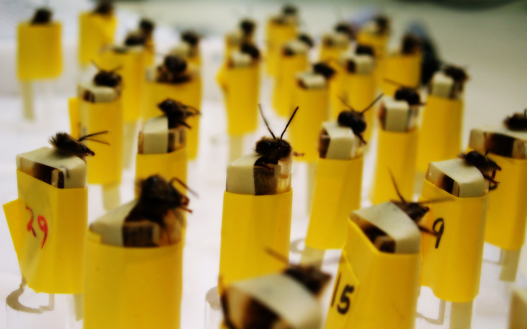 521776 baixar papel de parede animais, abelha, insetos - protetores de tela e imagens gratuitamente