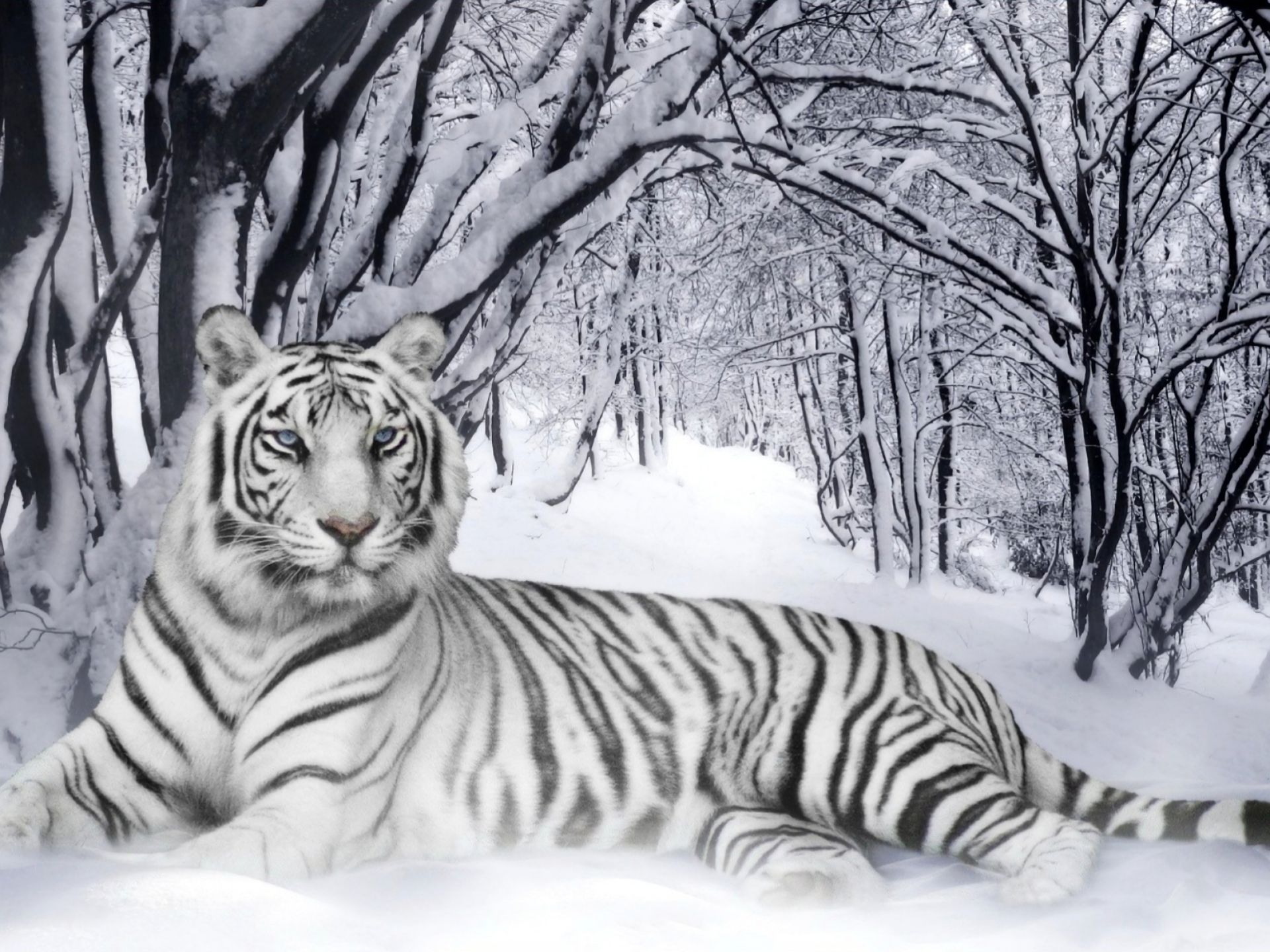 Free download wallpaper Cats, Animal, White Tiger on your PC desktop