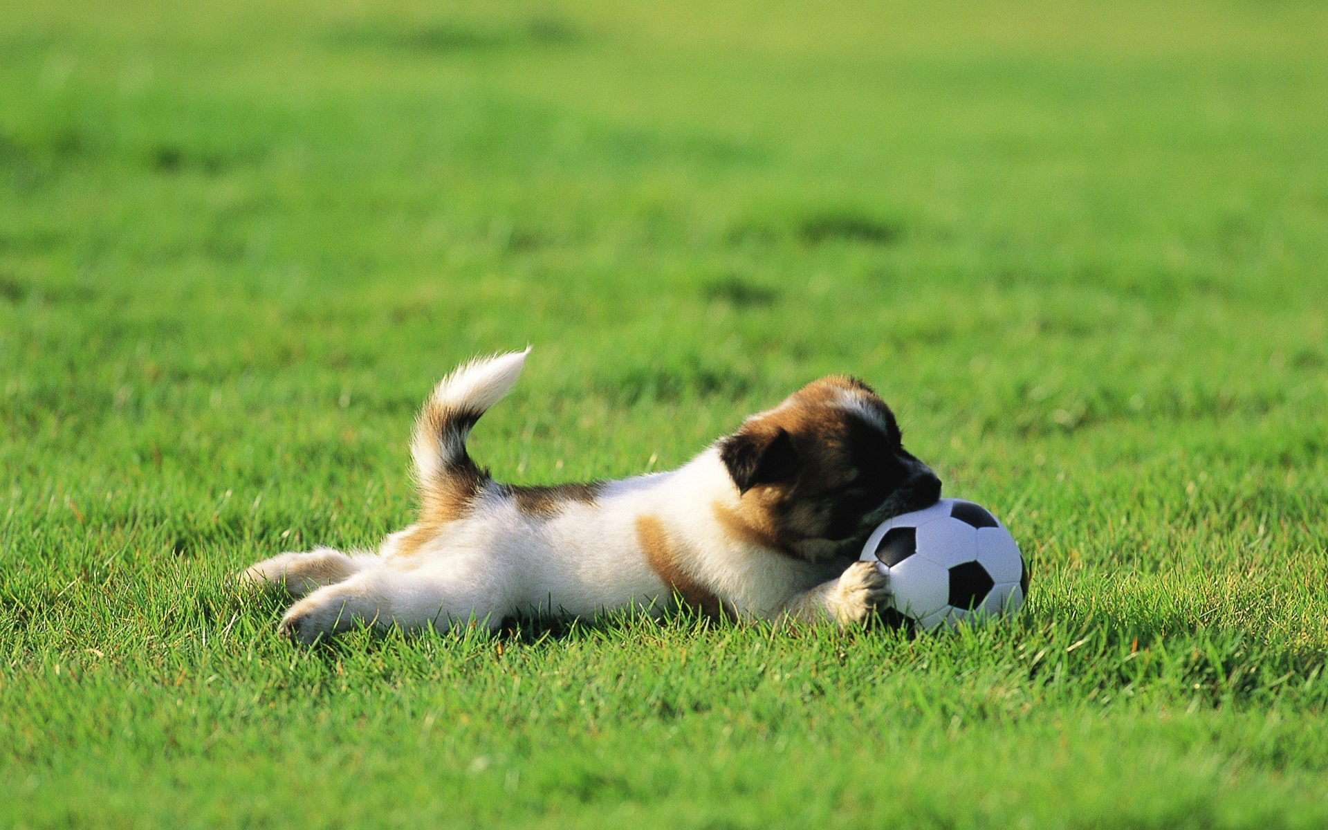 Handy-Wallpaper Hunde, Hund, Tiere kostenlos herunterladen.