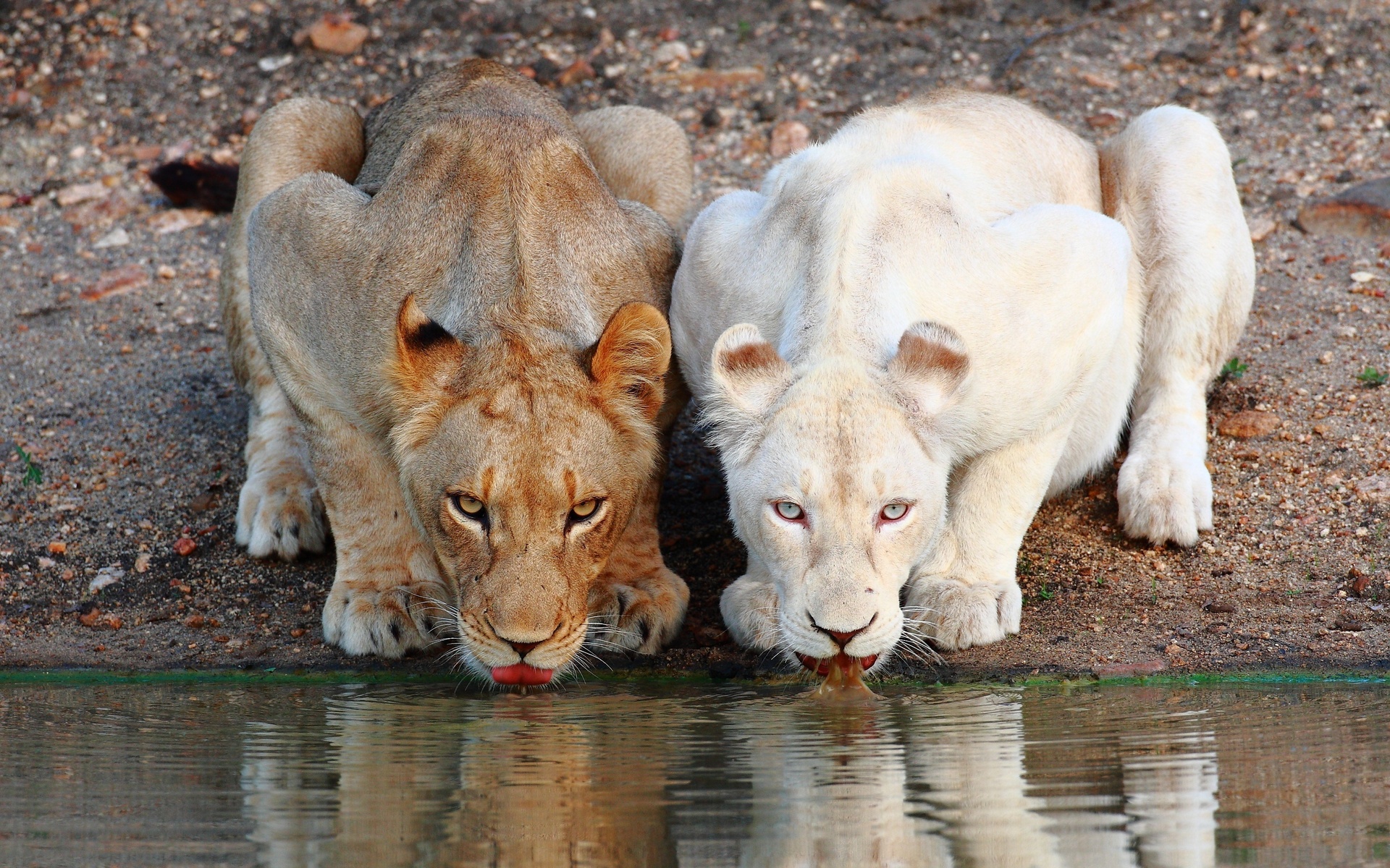 Descarga gratuita de fondo de pantalla para móvil de Animales, León.