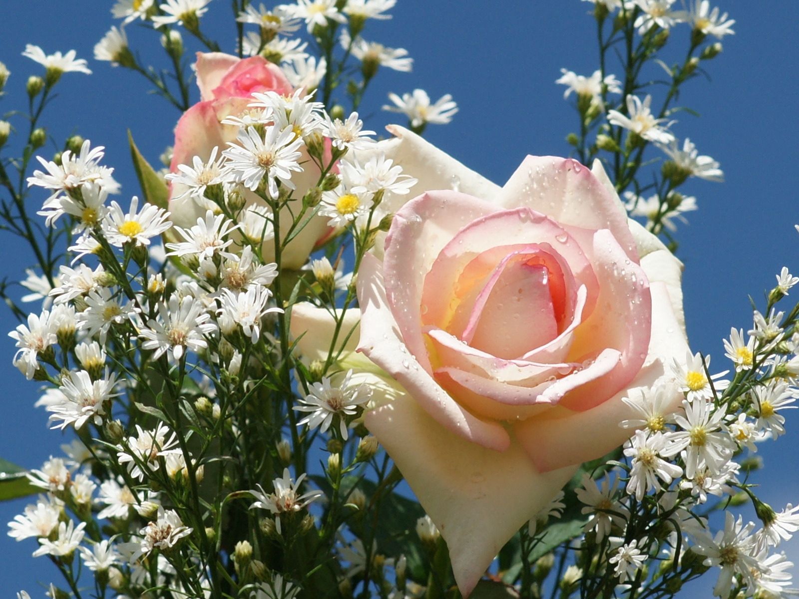 Téléchargez des papiers peints mobile Sky, Camomille, Fleurs, Drops, Bouquet, Roses gratuitement.