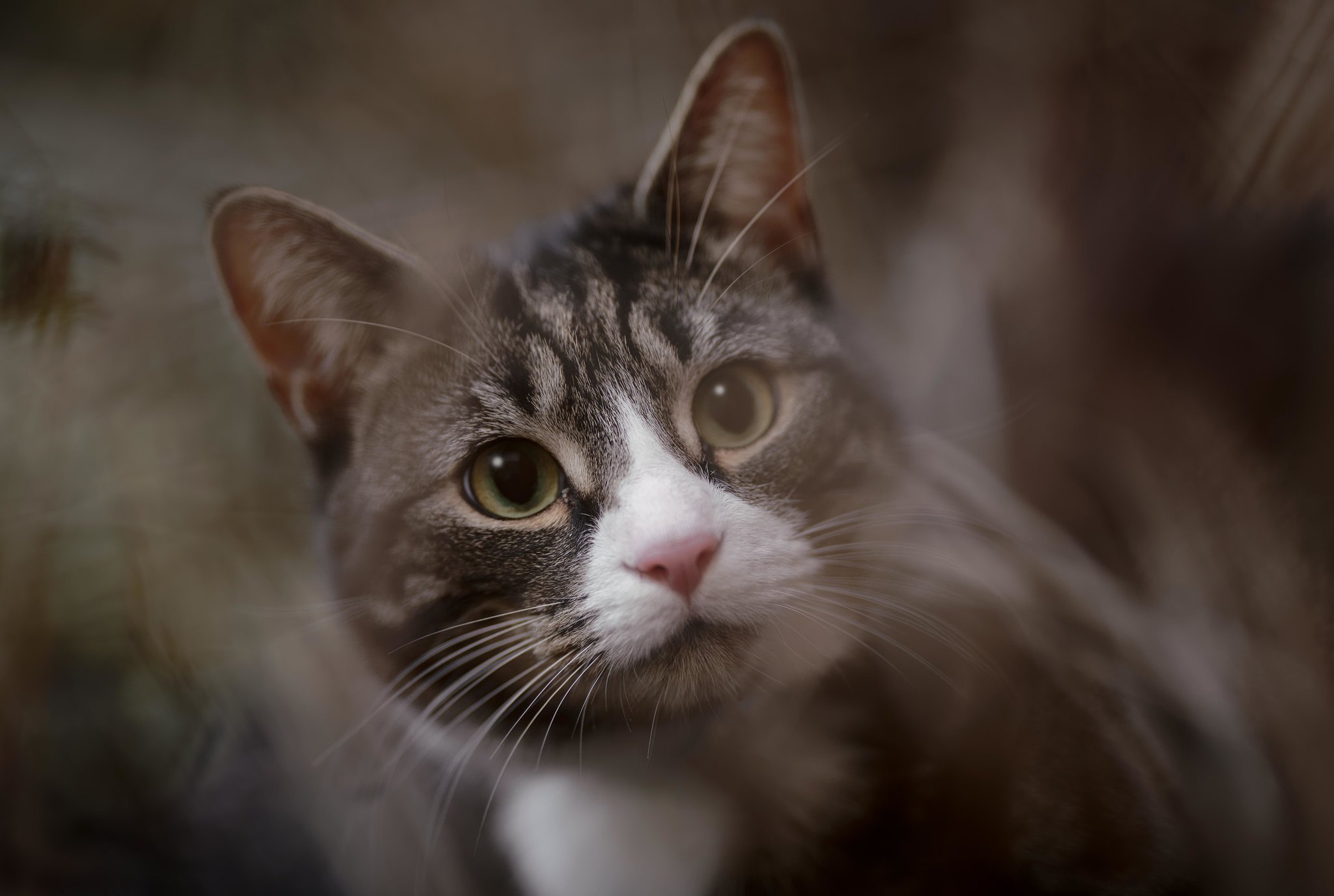 Baixe gratuitamente a imagem Animais, Gatos, Gato na área de trabalho do seu PC