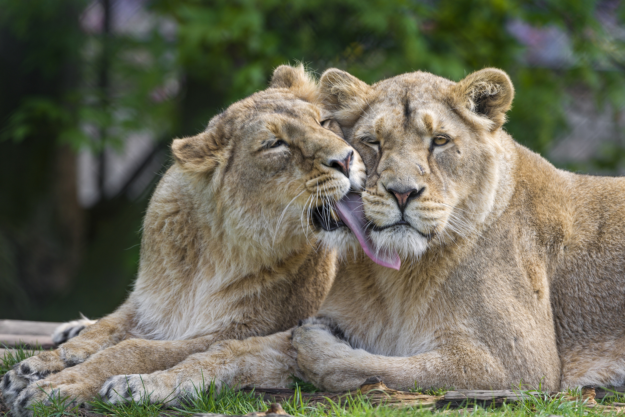 Téléchargez des papiers peints mobile Animaux, Chats, Lion gratuitement.