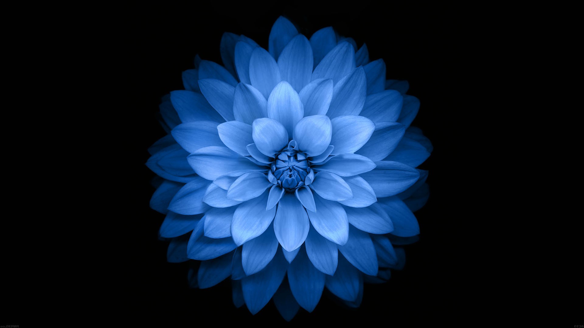 Descarga gratuita de fondo de pantalla para móvil de Flores, Flor, De Cerca, Dalia, Tierra/naturaleza, Flor Azul.