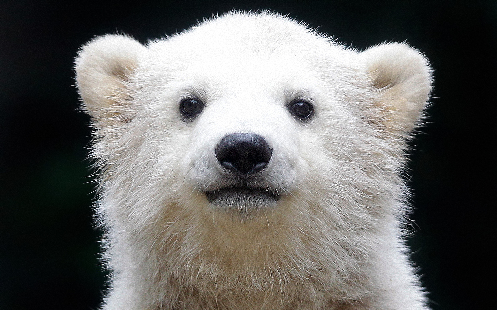 263613 télécharger le fond d'écran ours, ours polair, animaux - économiseurs d'écran et images gratuitement