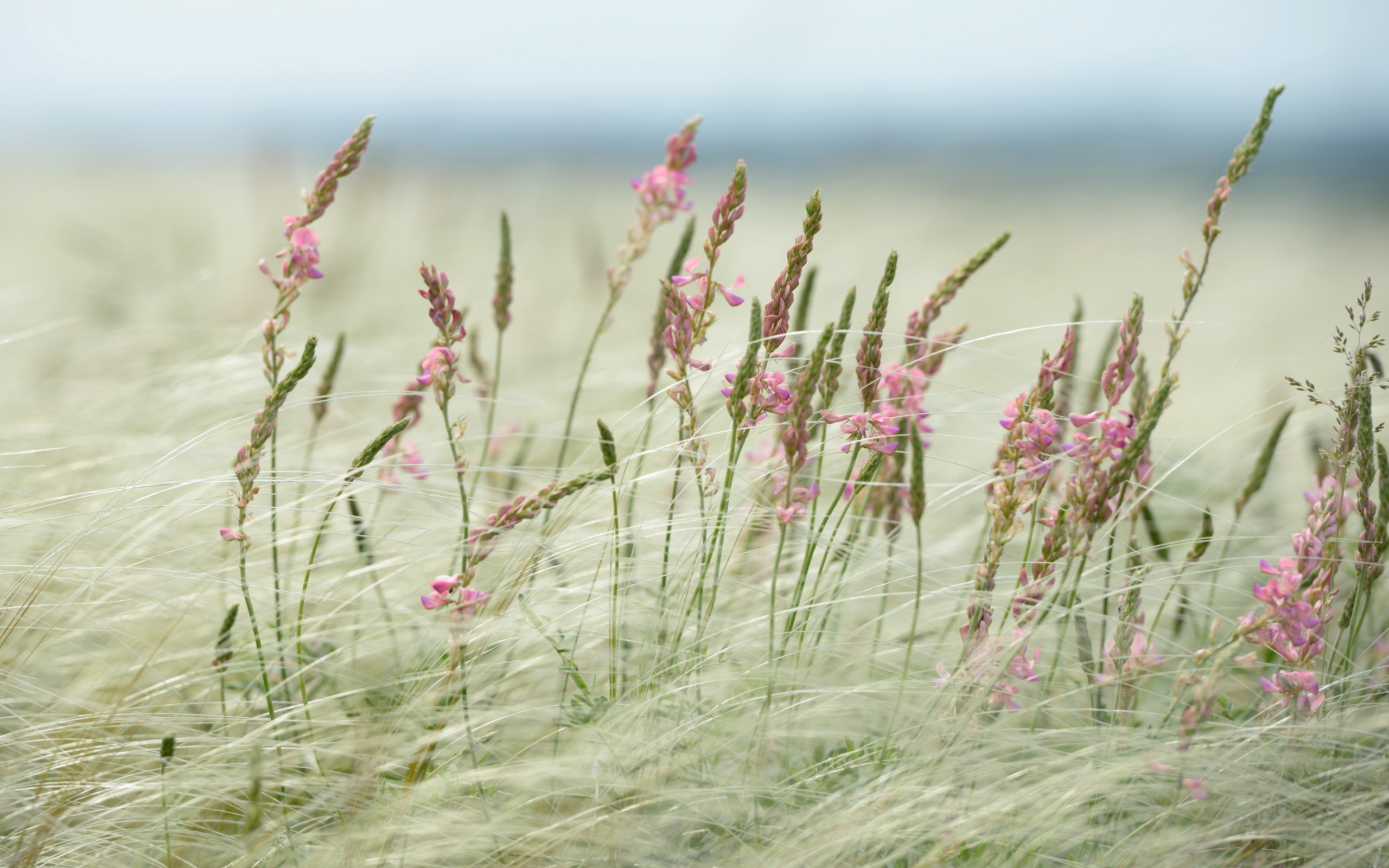 Free download wallpaper Flower, Earth on your PC desktop