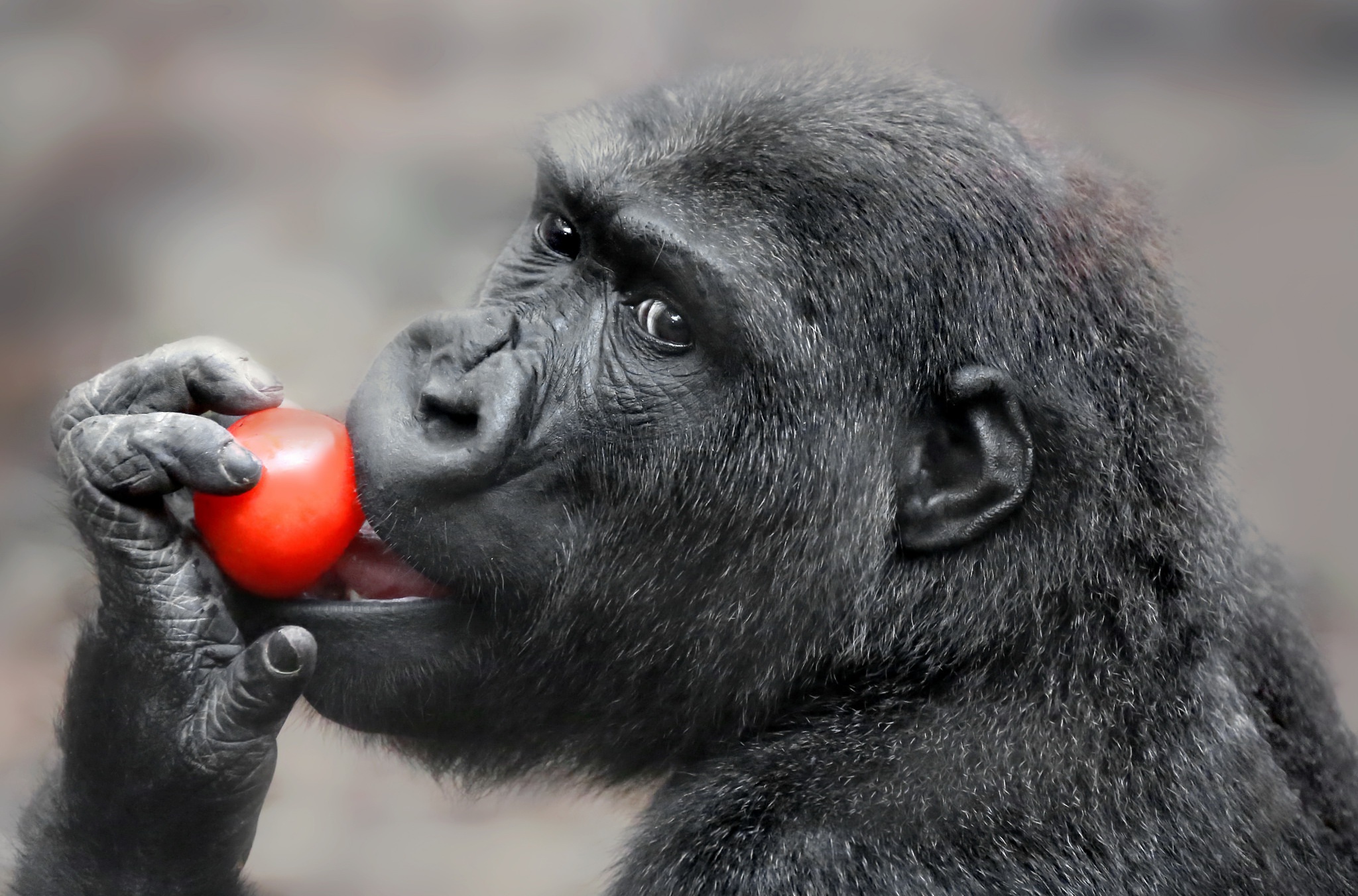 Descarga gratuita de fondo de pantalla para móvil de Animales, Monos, Gorila, Mono, Primate.