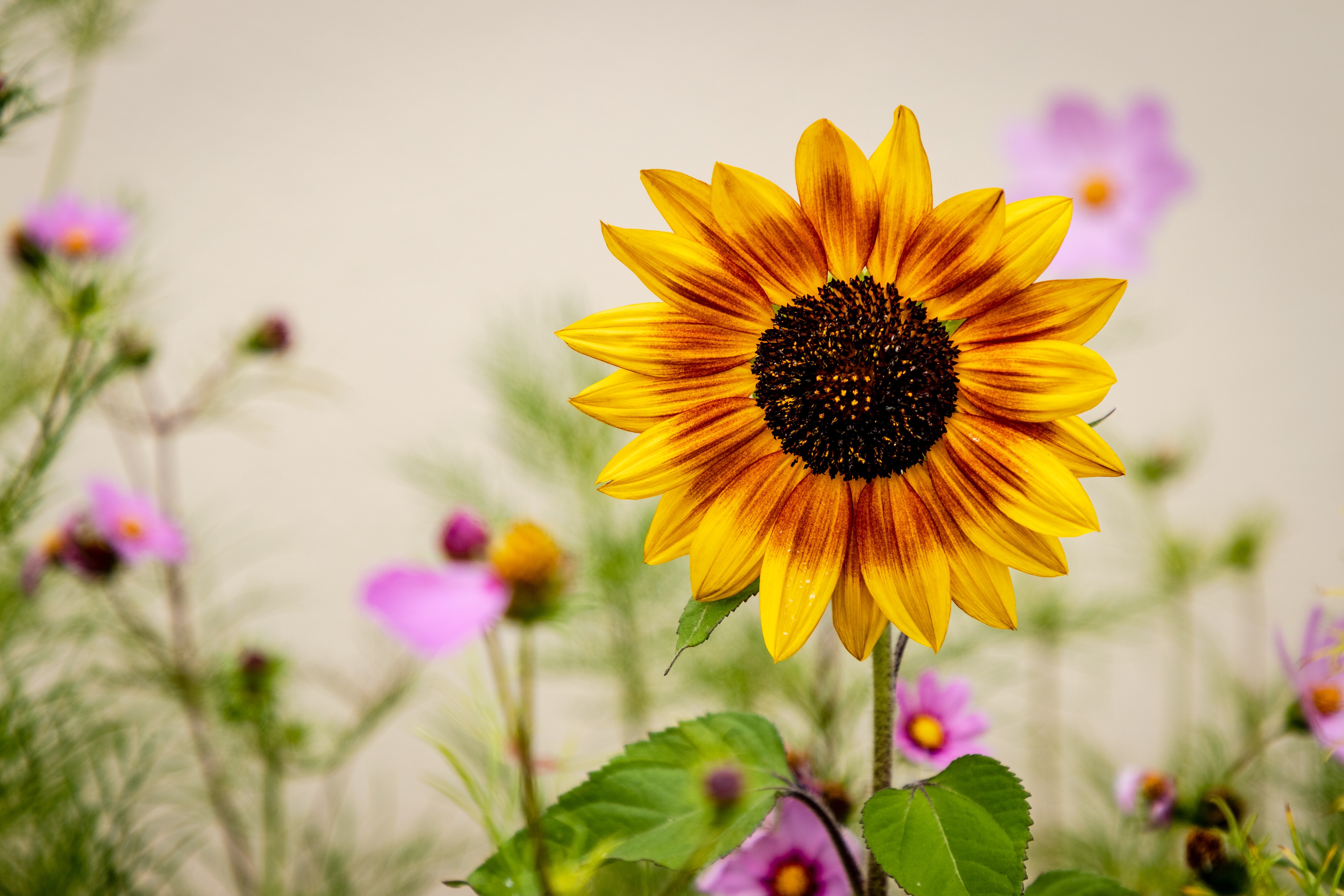 Téléchargez gratuitement l'image Fleurs, Tournesol, Fleur Jaune, Terre/nature sur le bureau de votre PC