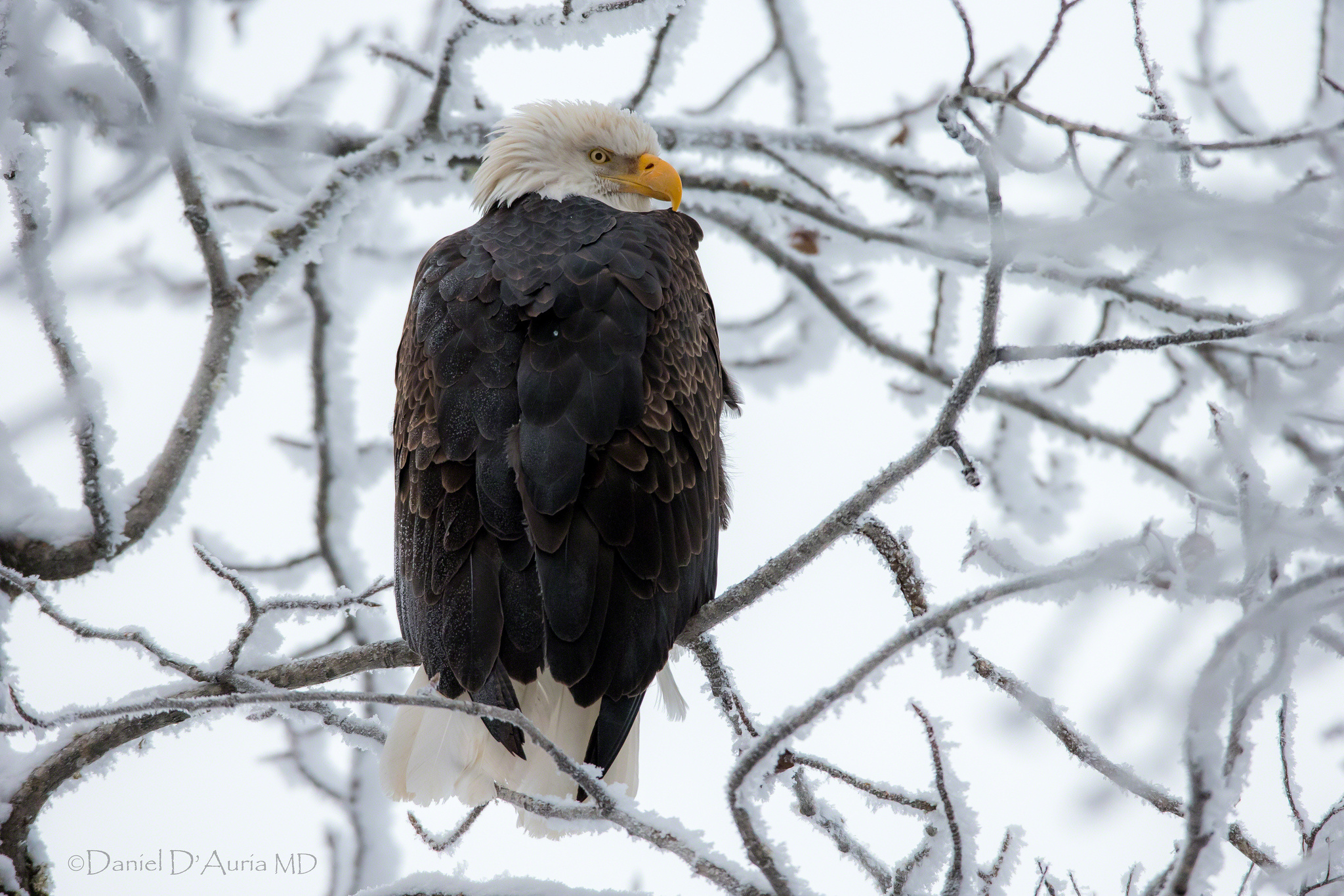 Download mobile wallpaper Winter, Birds, Snow, Bird, Branch, Animal, Eagle, Bald Eagle, Bird Of Prey for free.