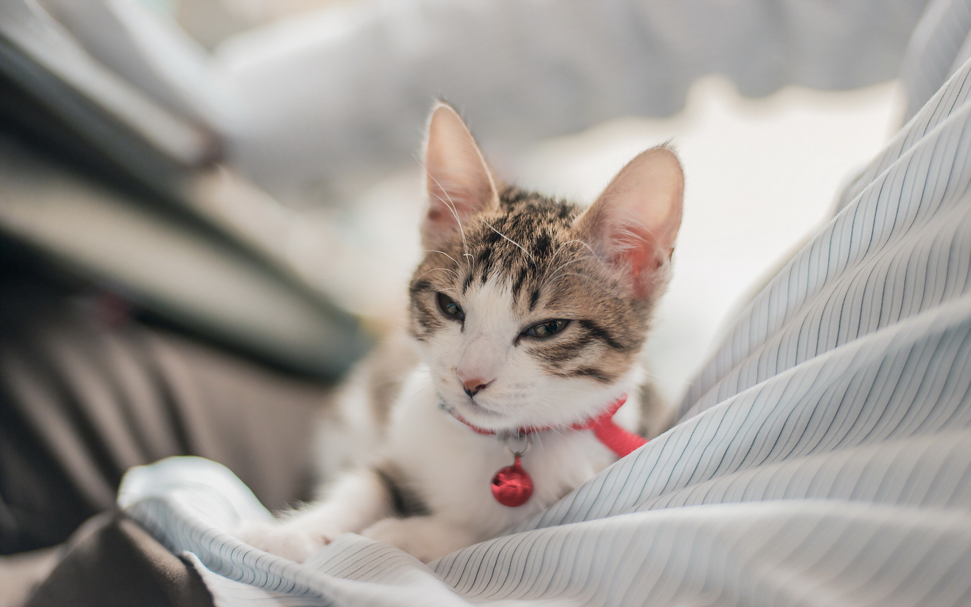 Baixe gratuitamente a imagem Animais, Gatos, Gato na área de trabalho do seu PC