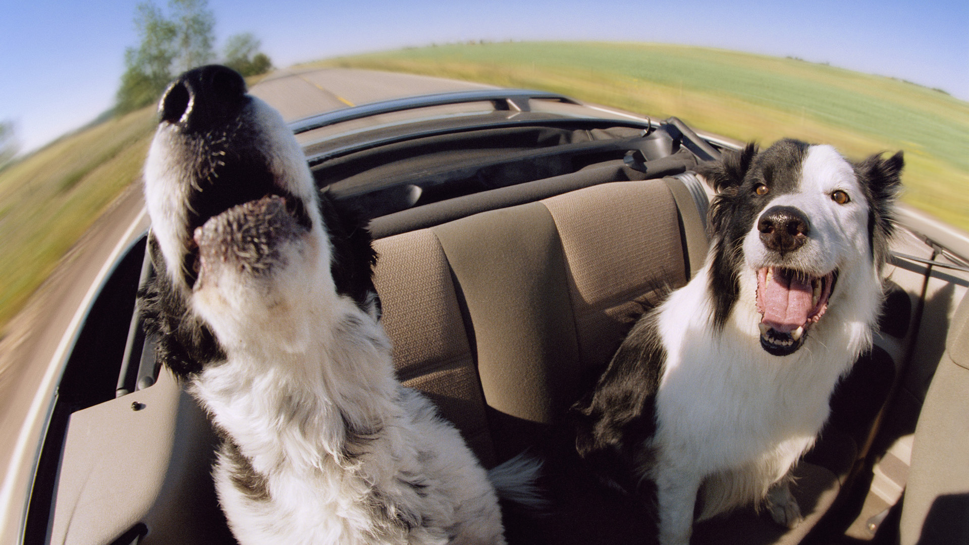 Baixe gratuitamente a imagem Animais, Cães, Cão na área de trabalho do seu PC