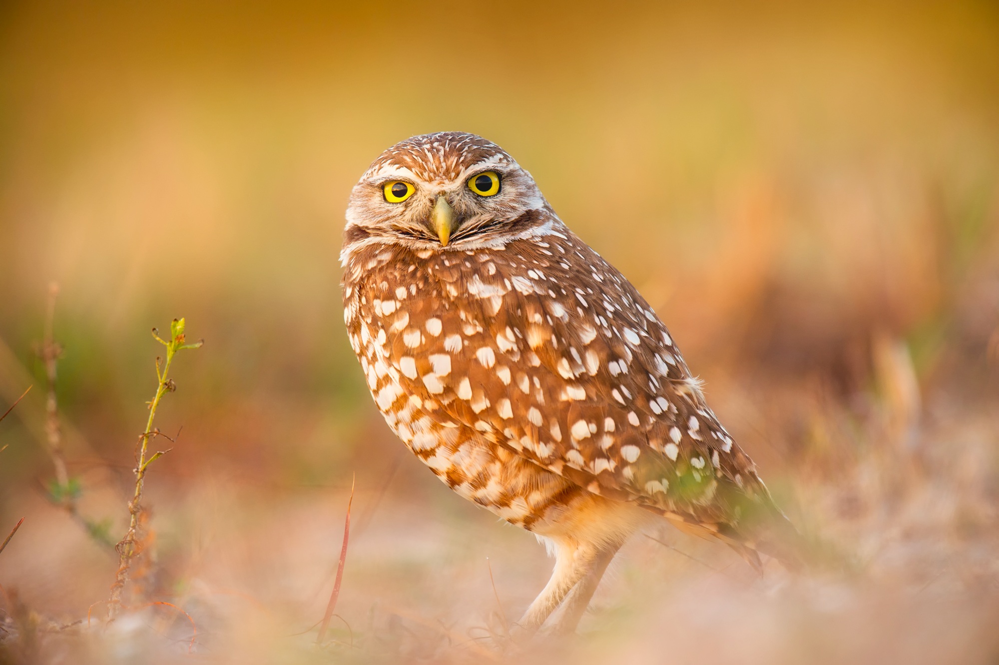 Free download wallpaper Birds, Owl, Bird, Animal on your PC desktop