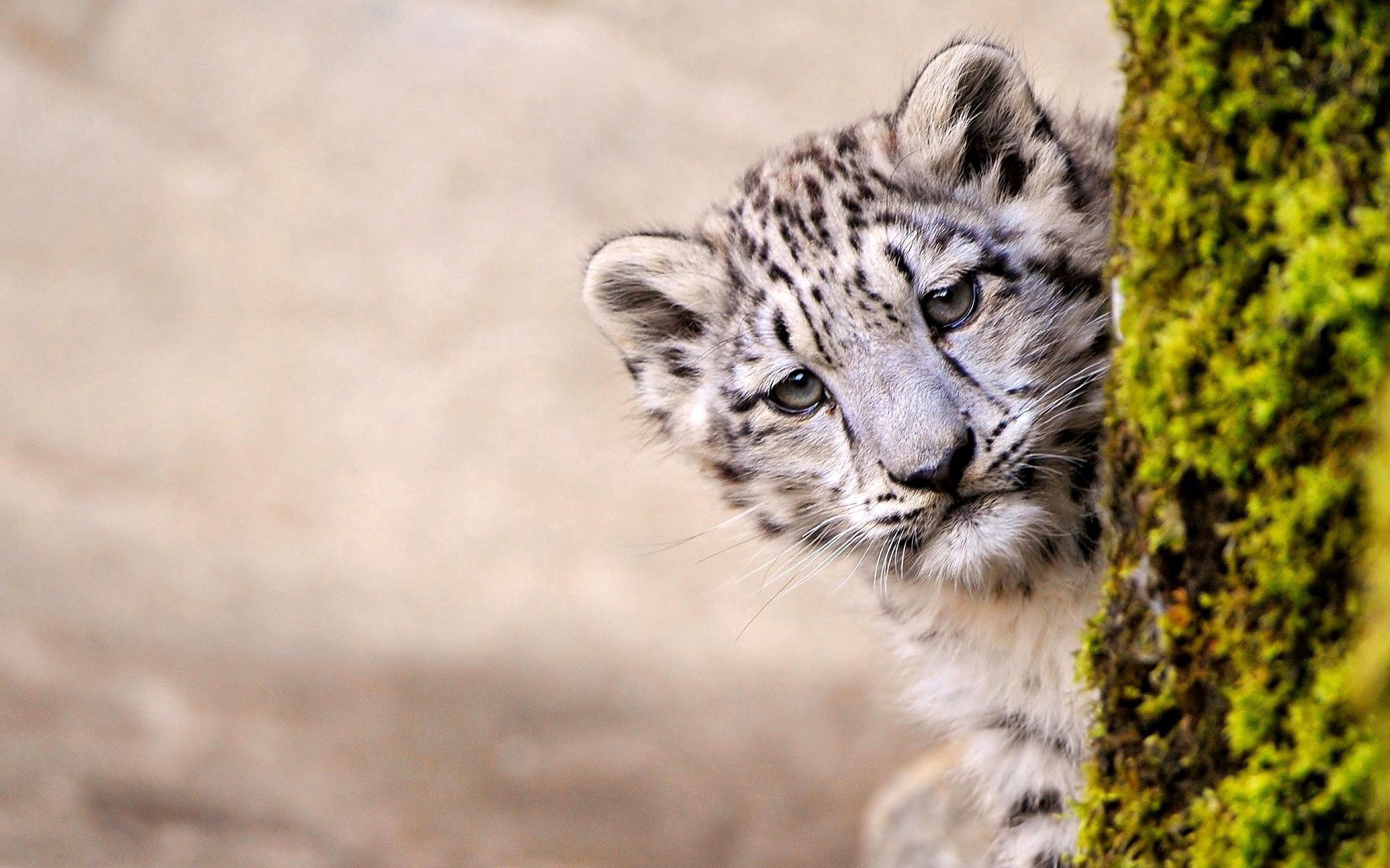 142166 télécharger le fond d'écran snow leopard, animaux, bois, jeune, arbre, museau, muselière, joey, regarder rapidement, regarder dehors - économiseurs d'écran et images gratuitement
