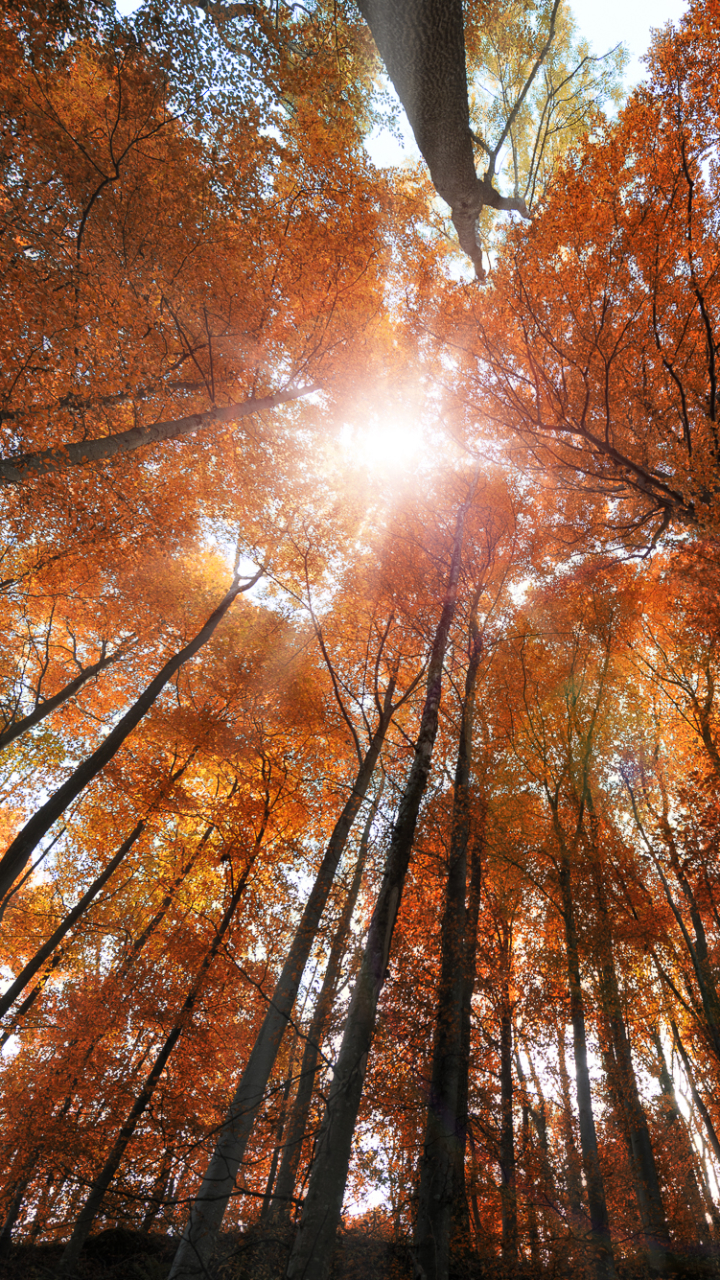 Download mobile wallpaper Nature, Forest, Tree, Fall, Earth, Sunbeam, Sunbean for free.