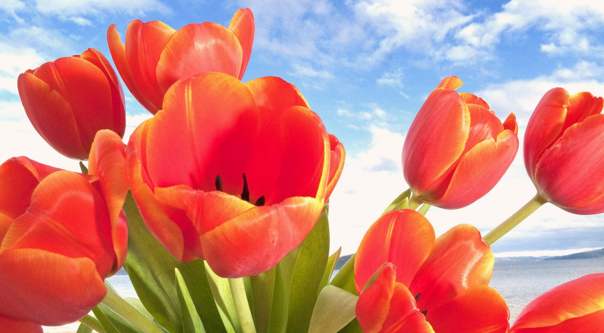 Download mobile wallpaper Flowers, Flower, Earth, Tulip, Orange Flower for free.
