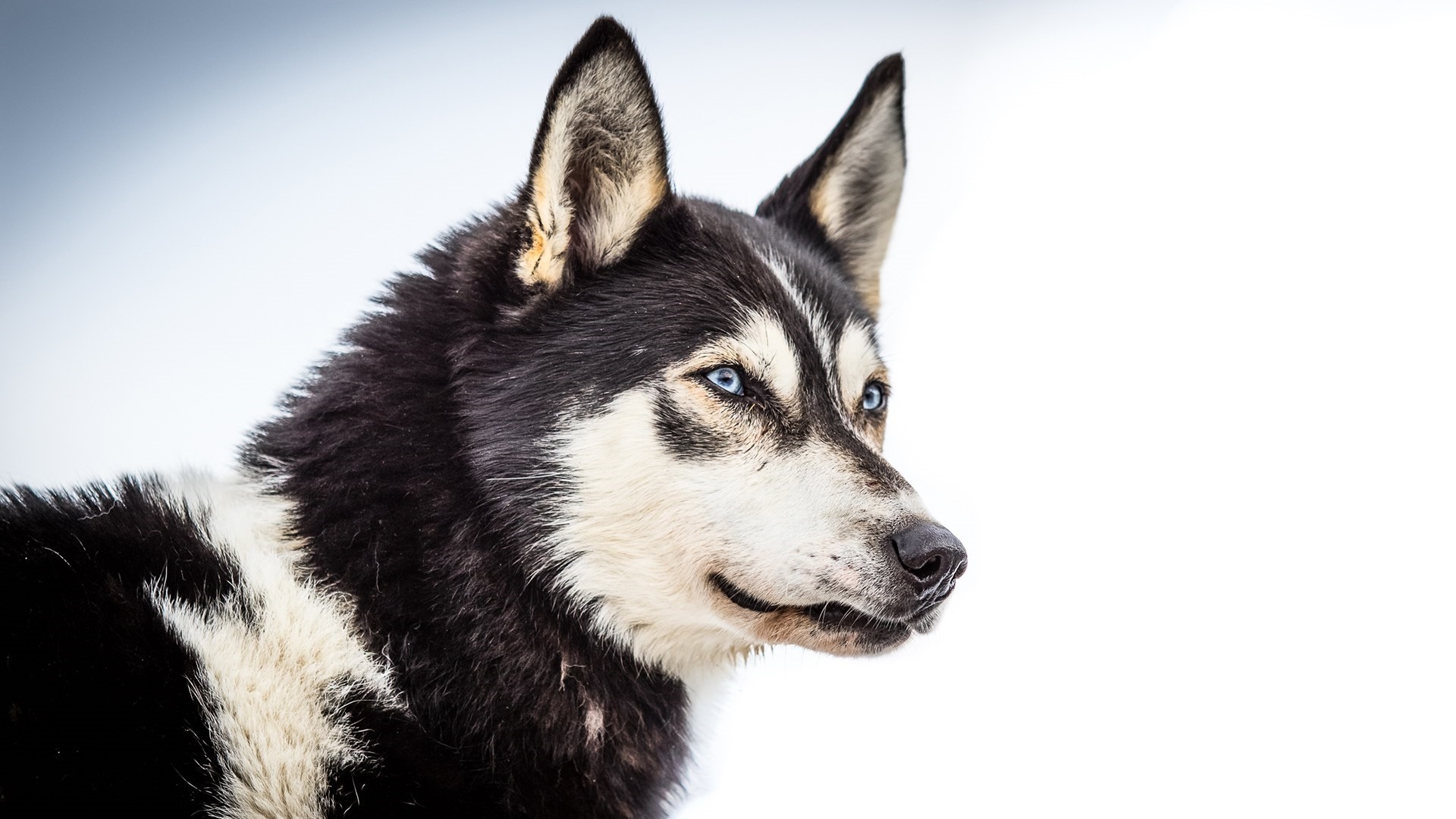 PCデスクトップに動物, 犬, ハスキー, シベリアンハスキー画像を無料でダウンロード