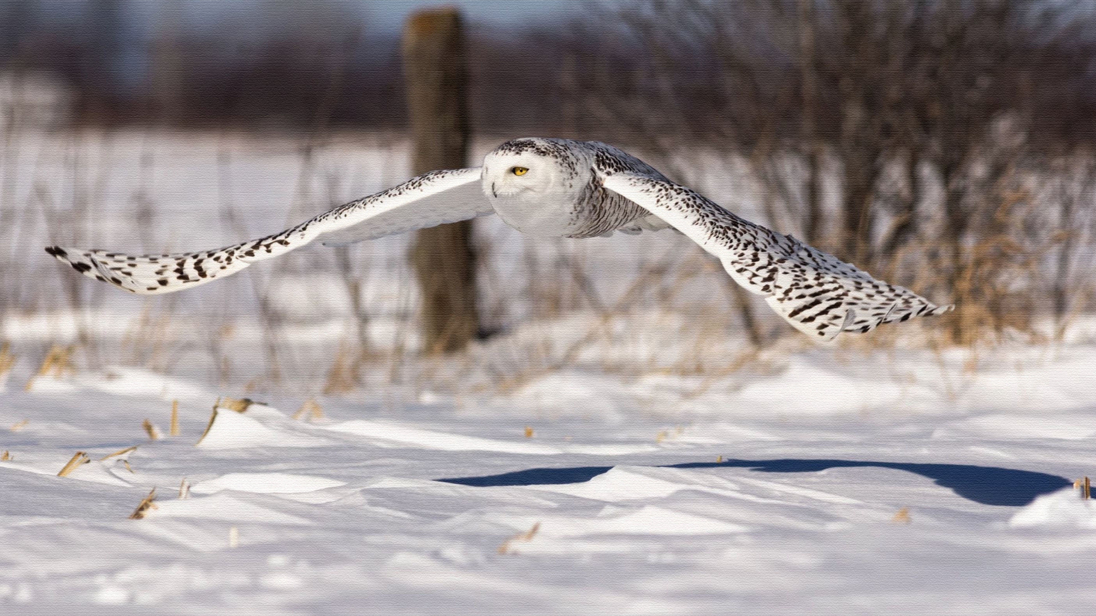 Free download wallpaper Birds, Bird, Animal, Snowy Owl on your PC desktop