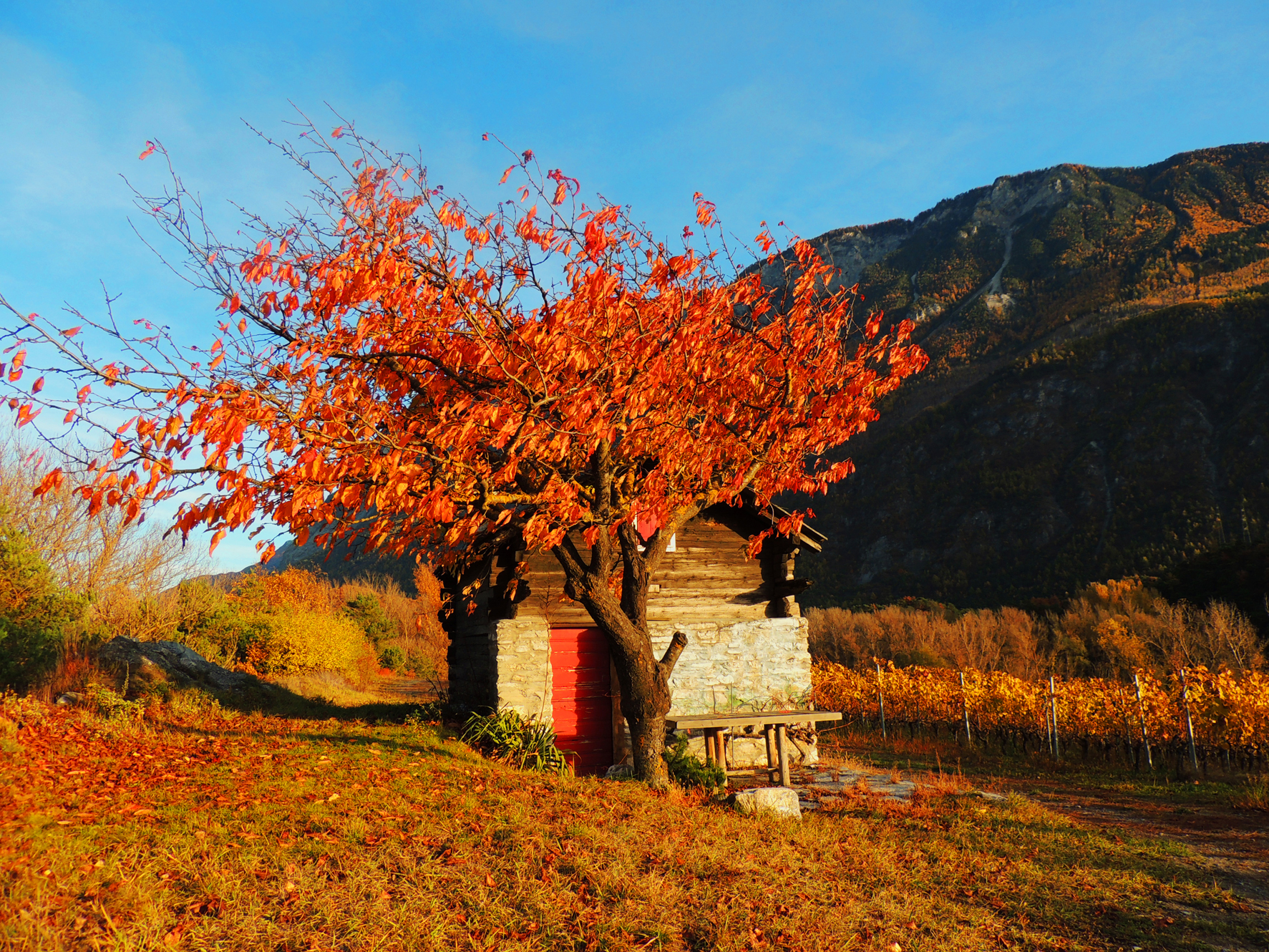 Descarga gratis la imagen Otoño, Fotografía en el escritorio de tu PC