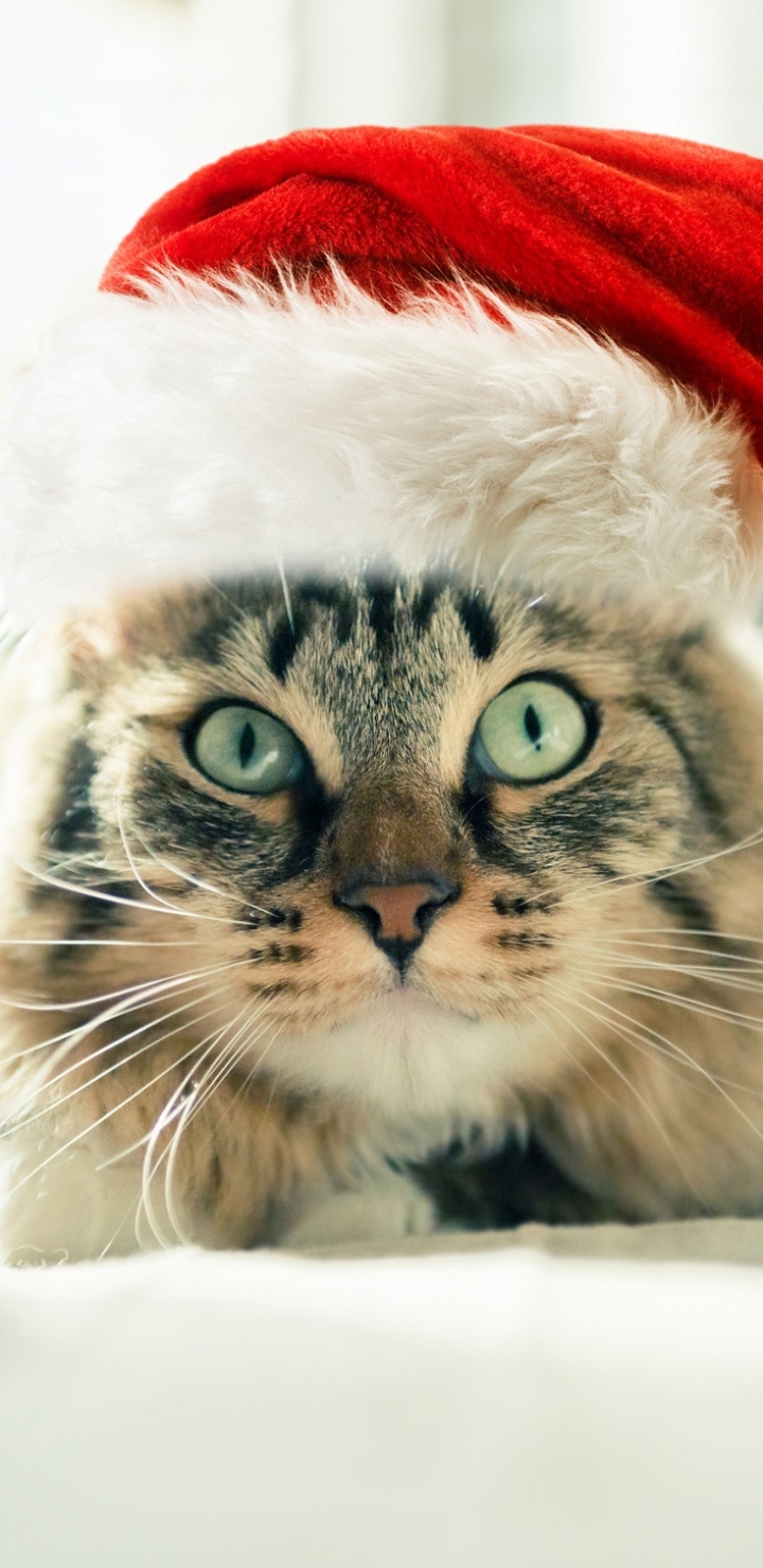 Handy-Wallpaper Tiere, Katzen, Katze, Weihnachtsmütze kostenlos herunterladen.