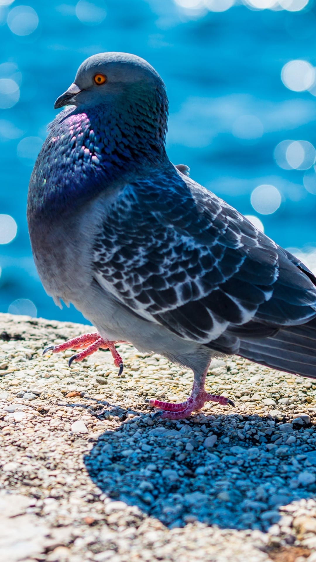 Descarga gratuita de fondo de pantalla para móvil de Animales, Pájaro, Bokeh, Paloma, Aves, Ave.