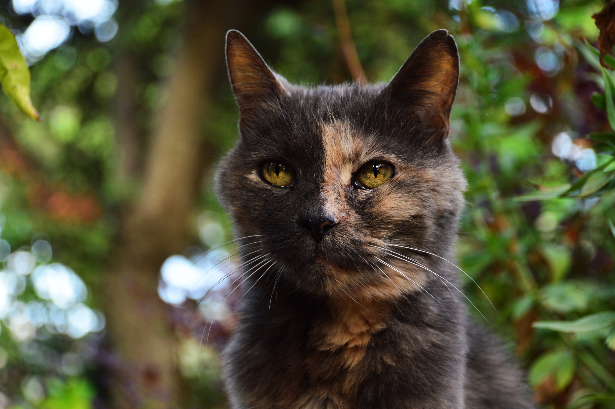 Laden Sie das Tiere, Katzen, Katze, Starren-Bild kostenlos auf Ihren PC-Desktop herunter