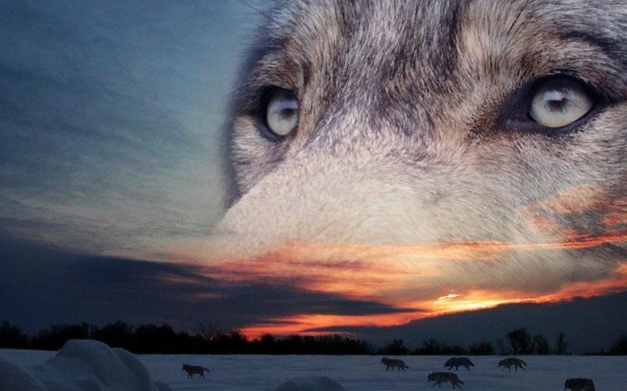 Download mobile wallpaper Wolf, Animal for free.