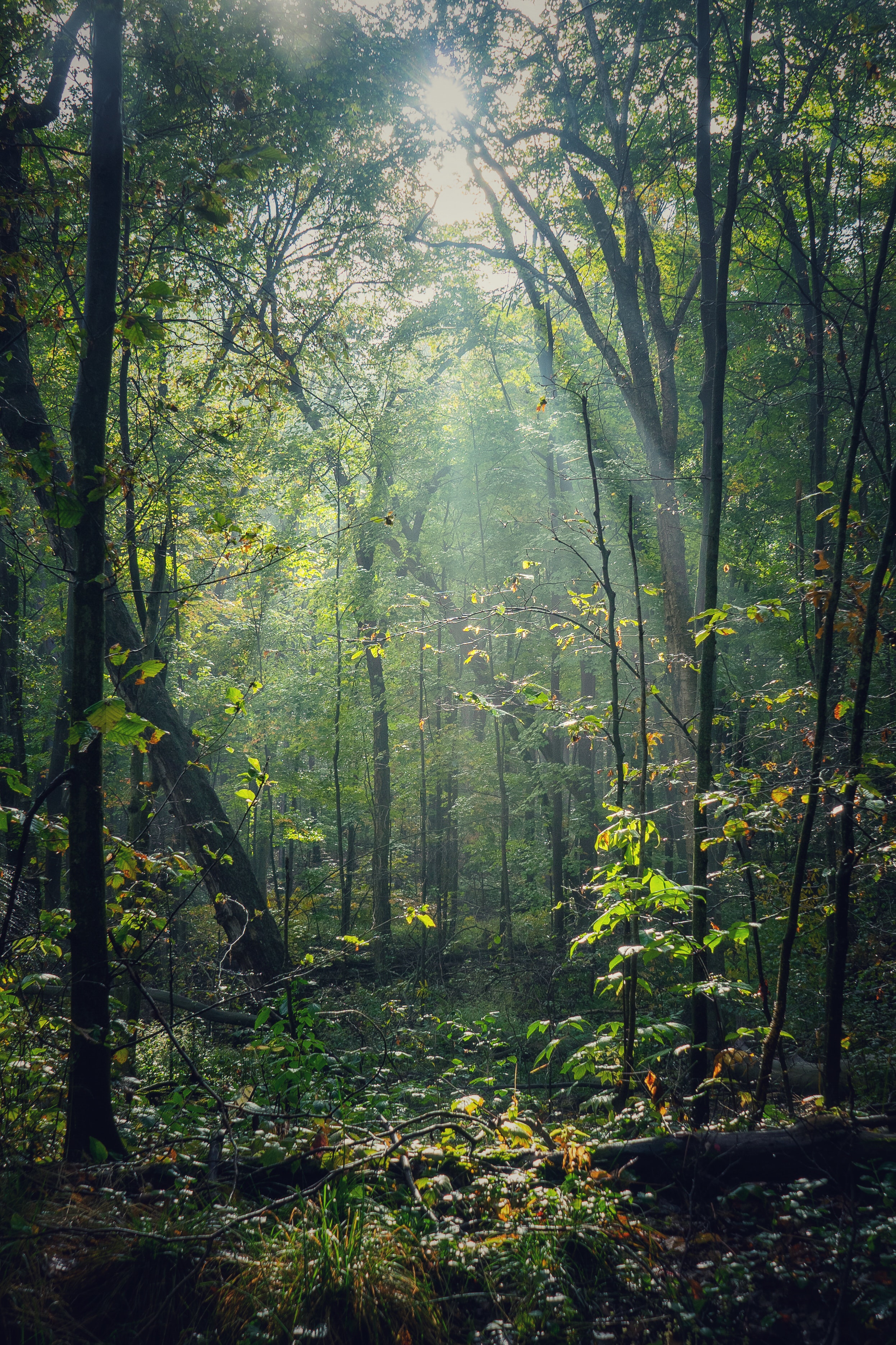 Free download wallpaper Trees, Rays, Forest, Sunlight, Nature, Beams on your PC desktop