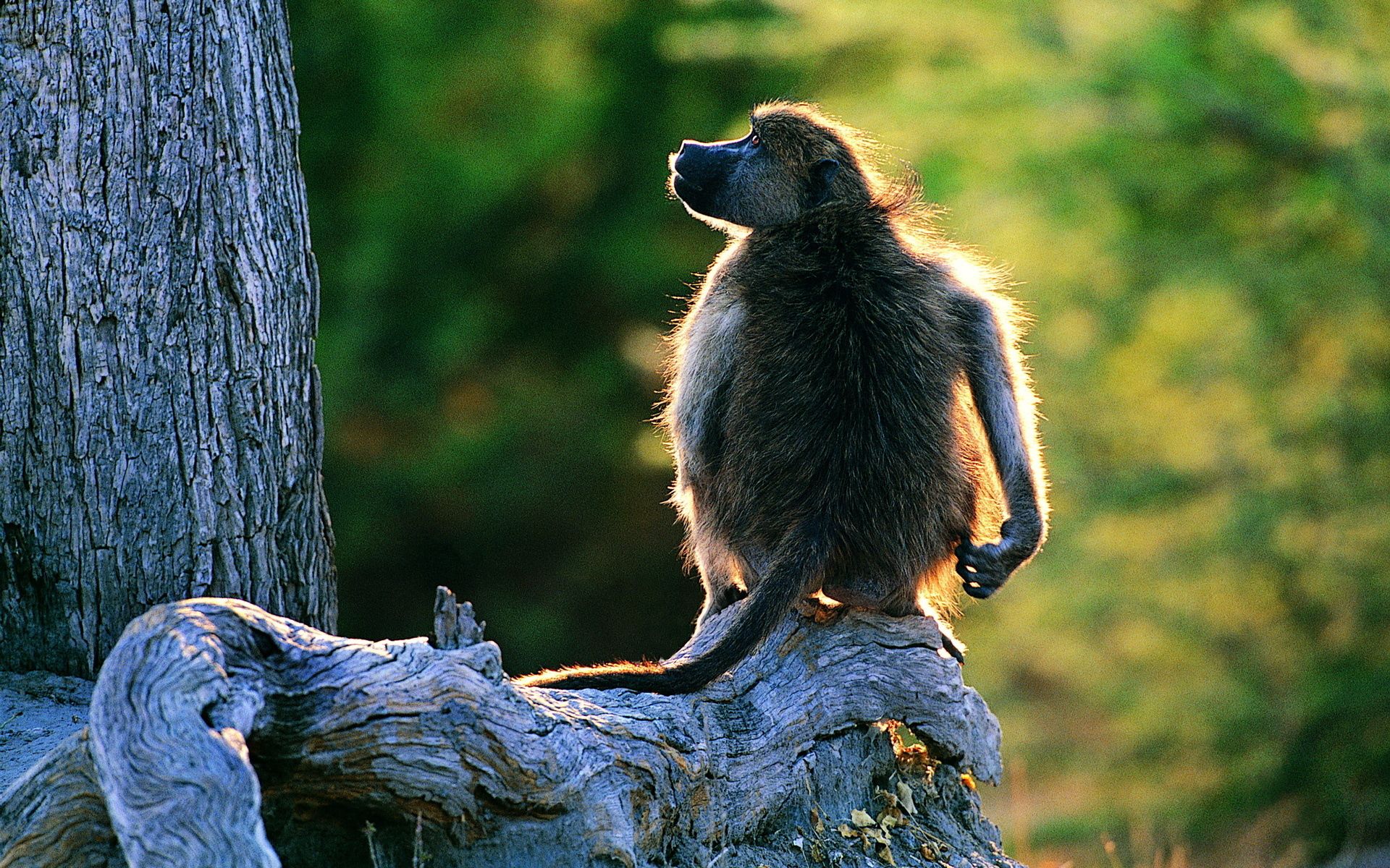 Download mobile wallpaper Wood, Tail, Animals, Tree, Monkey for free.